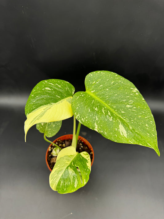 Monstera Thai constellation