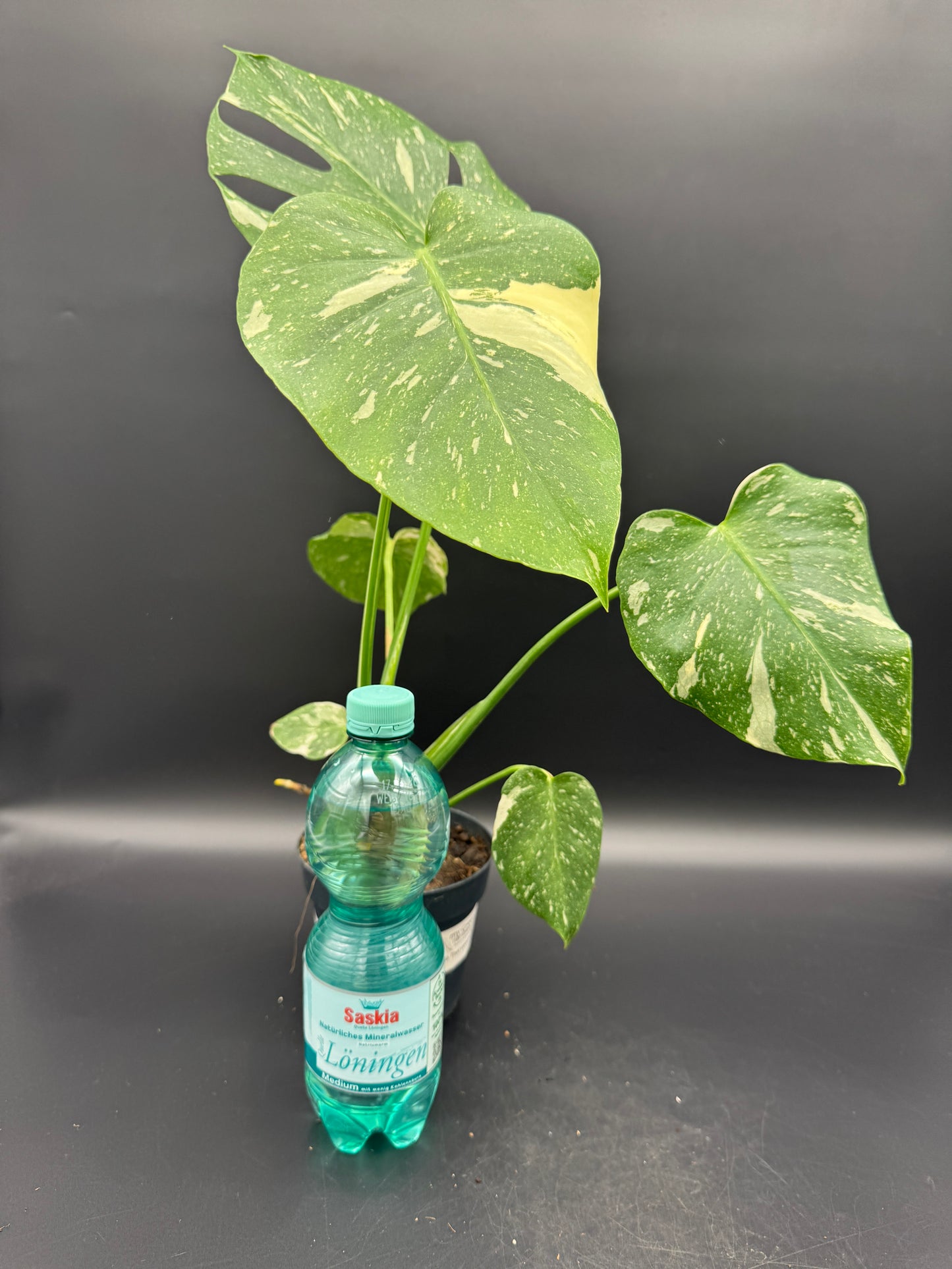 Monstera Thai Constellation