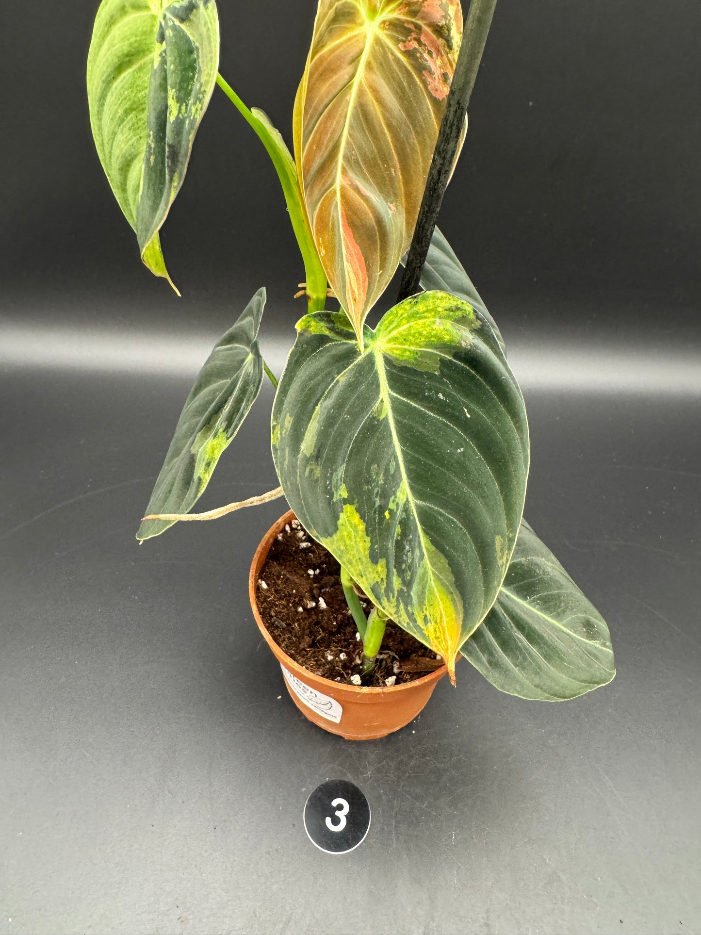 Philodendron melanochrysum variegata