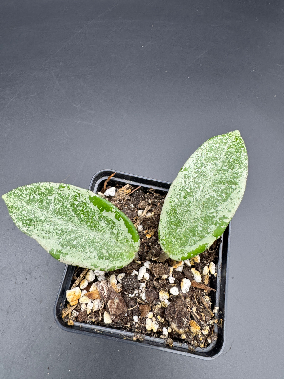 Hoya carnosa Nova Ghost