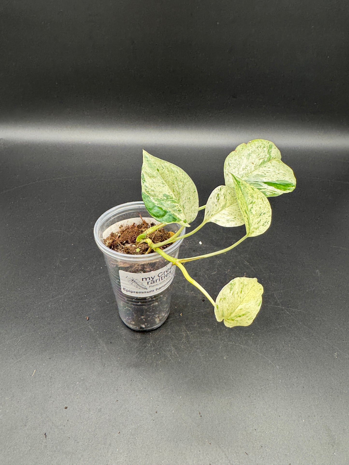 Epipremnum hanoman sp Bali