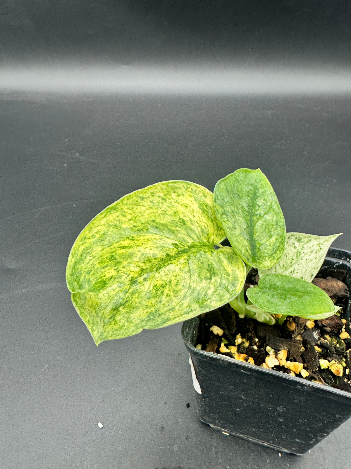 Scindapsus Silver Splash variegata