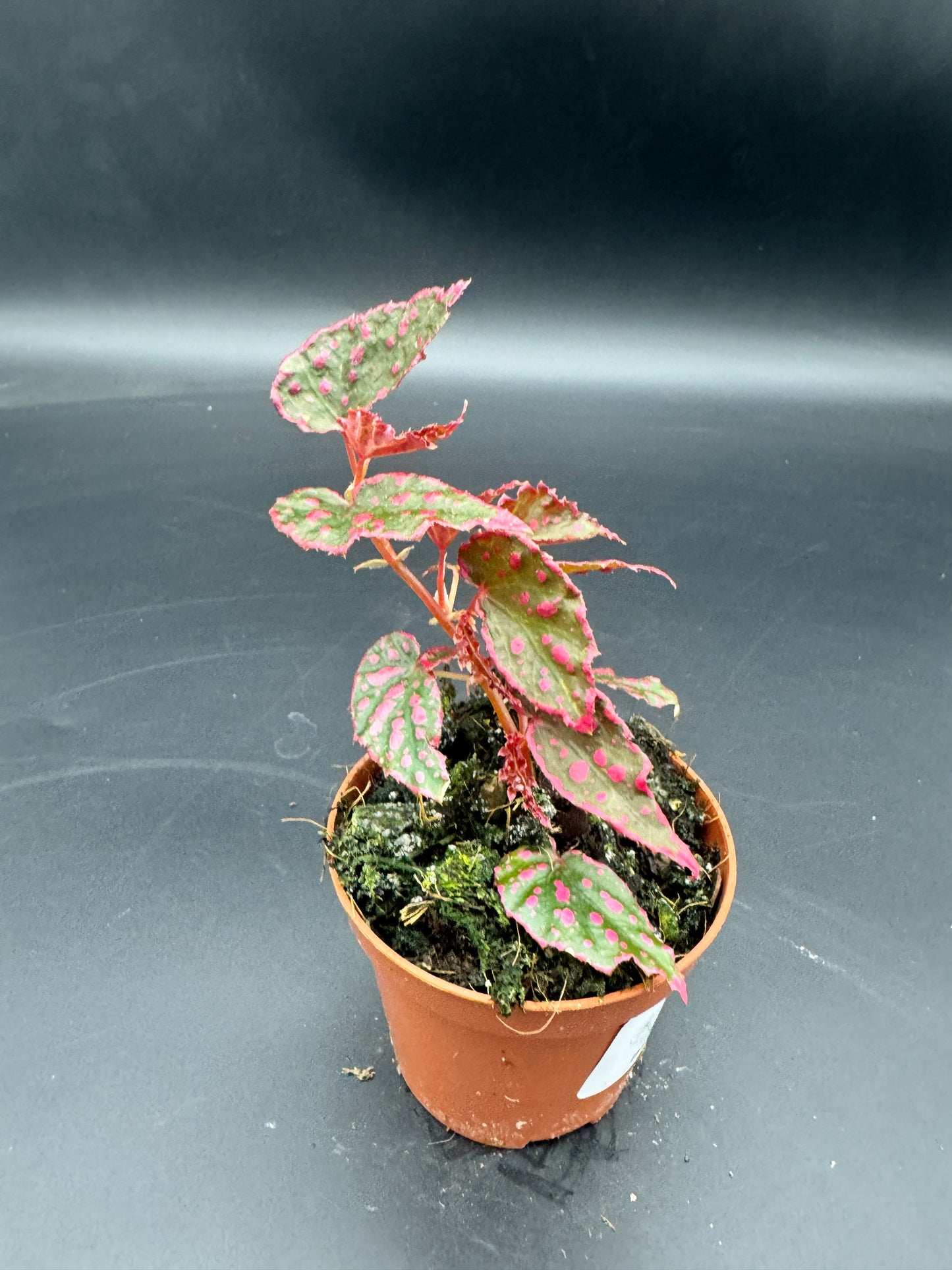 Begonia Pink Lady