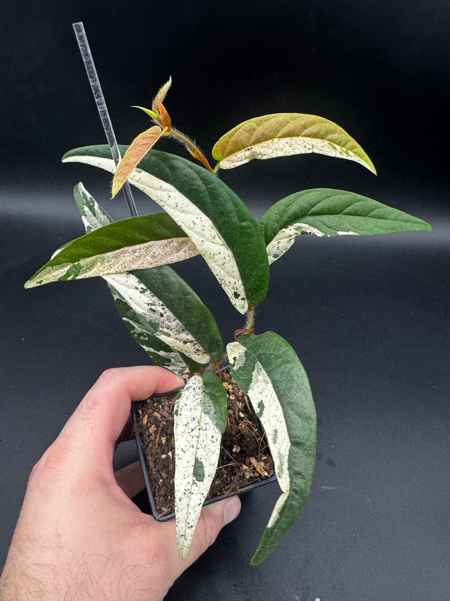 Ficus Sagittata Pink Variegata