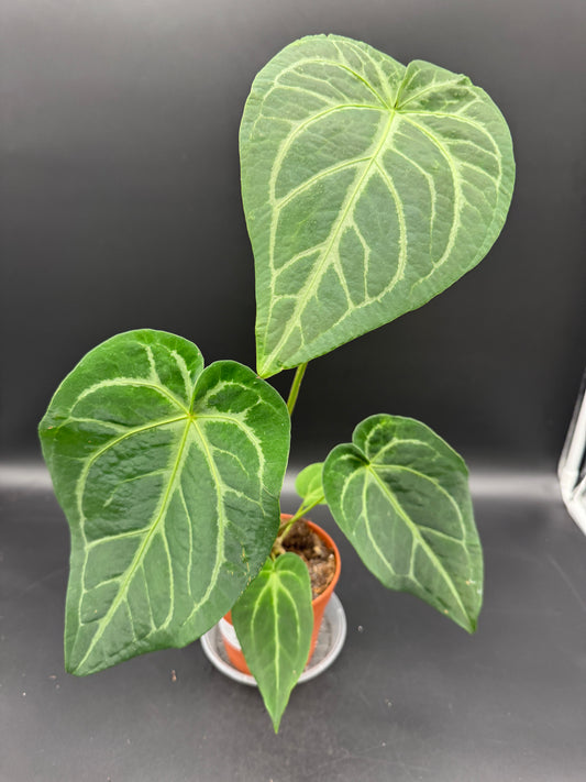 Anthurium magnificum