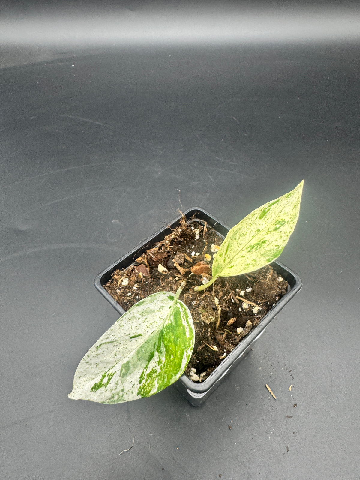 Epipremnum hanoman sp Bali