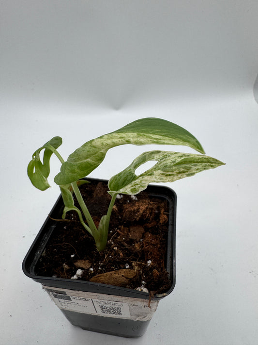 Monstera Adansonii Indonesien marble