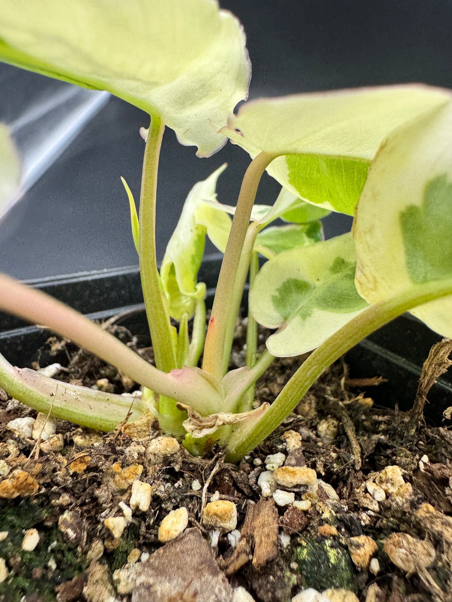 Philodendron Burle Marx white Lava