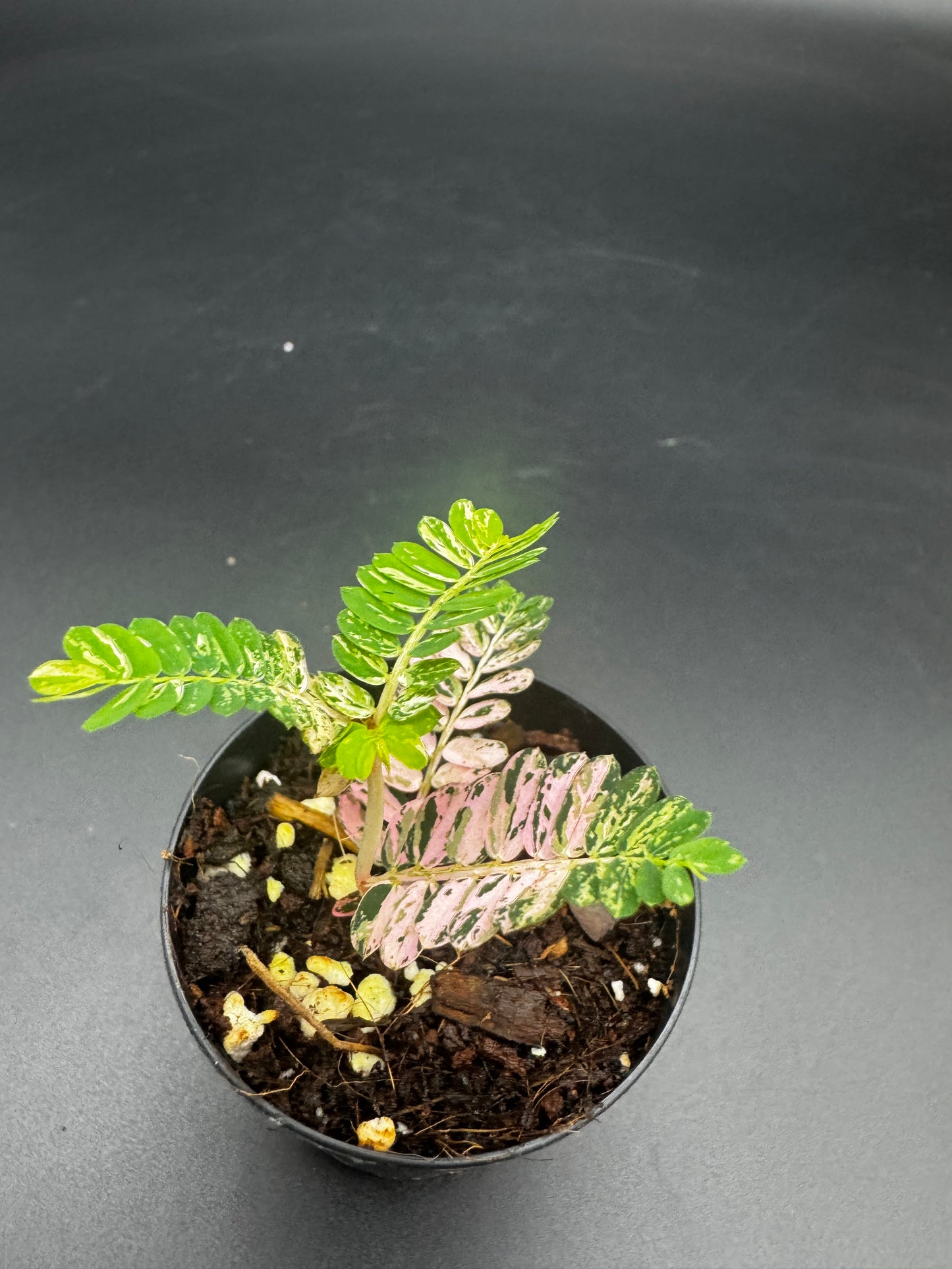 Phyllanthus Urinaria Pink Variegata