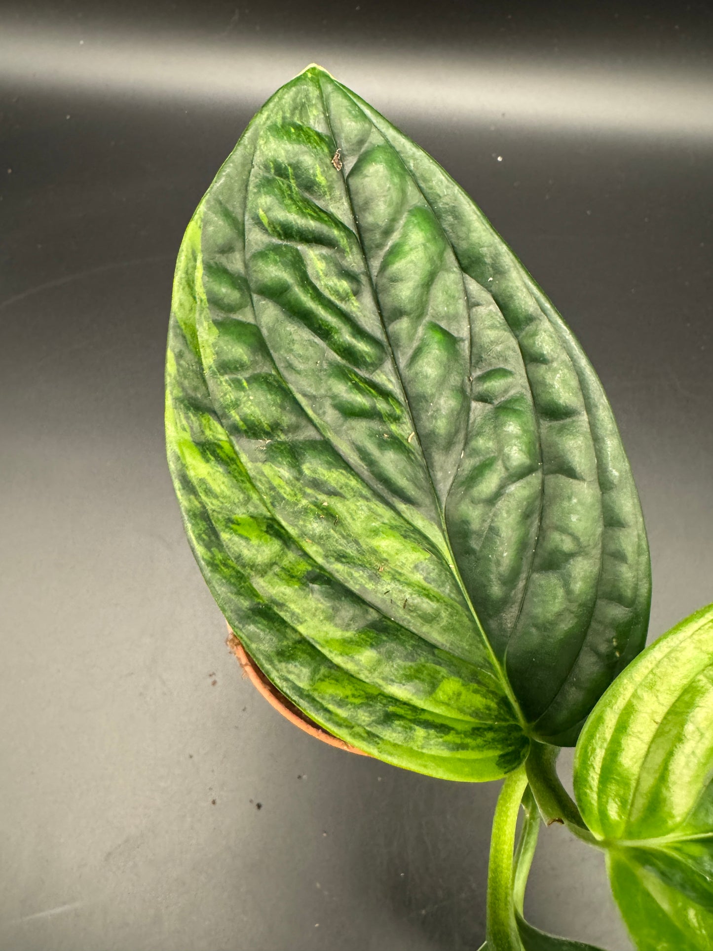 Monstera karstenanium Peru variegata