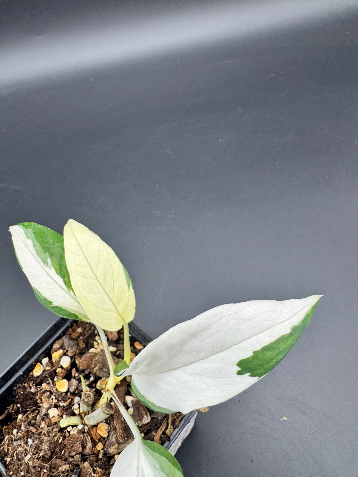 Epipremnum pinnatum Ghostie