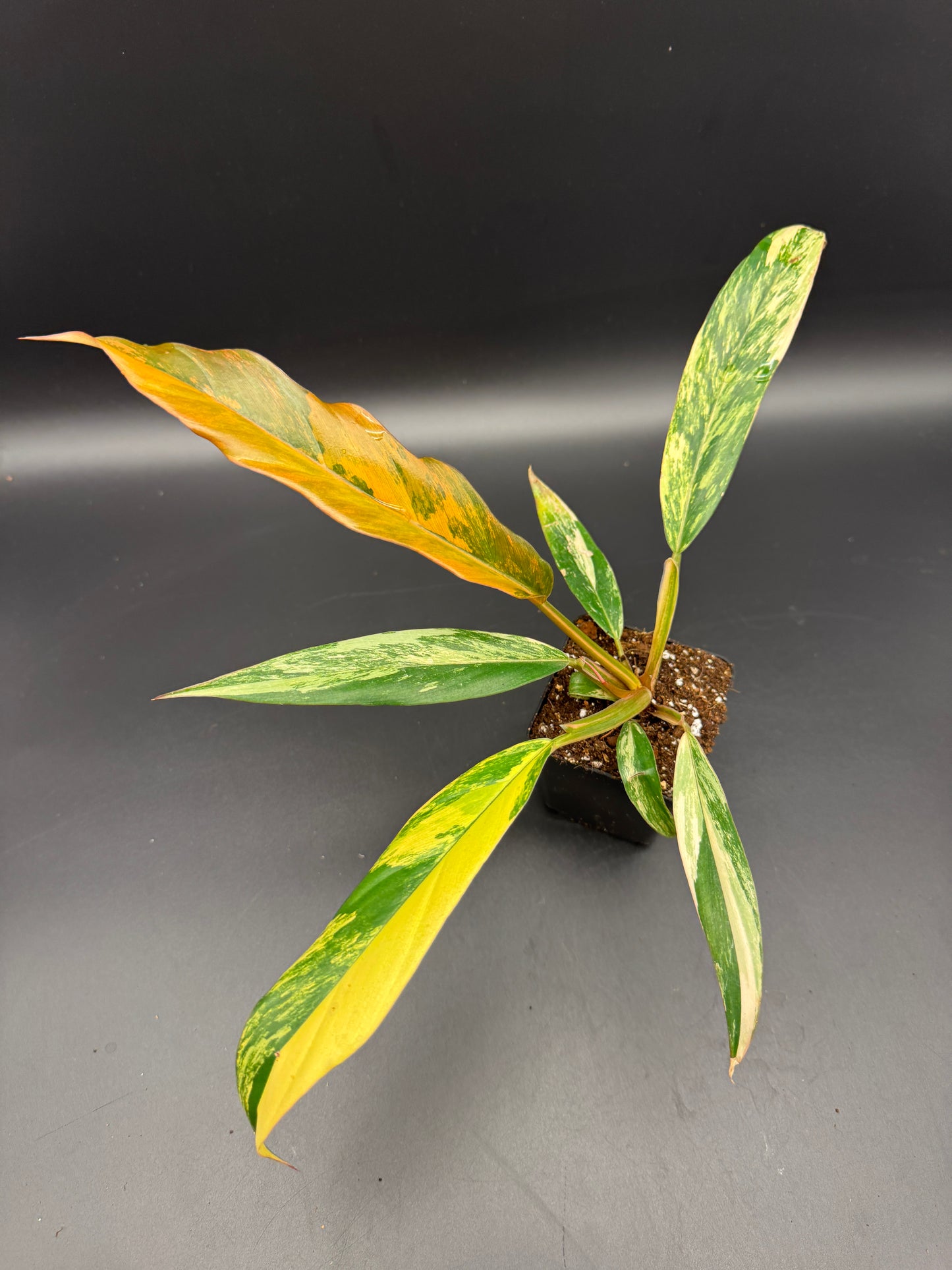 Philodendron caramel Marble variegata