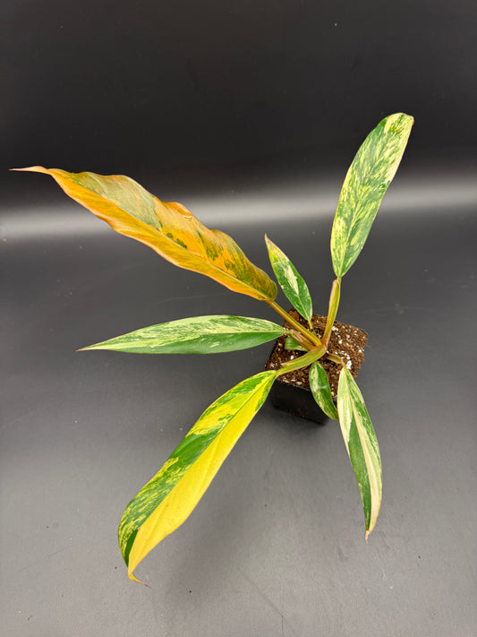 Philodendron caramel Marble variegata