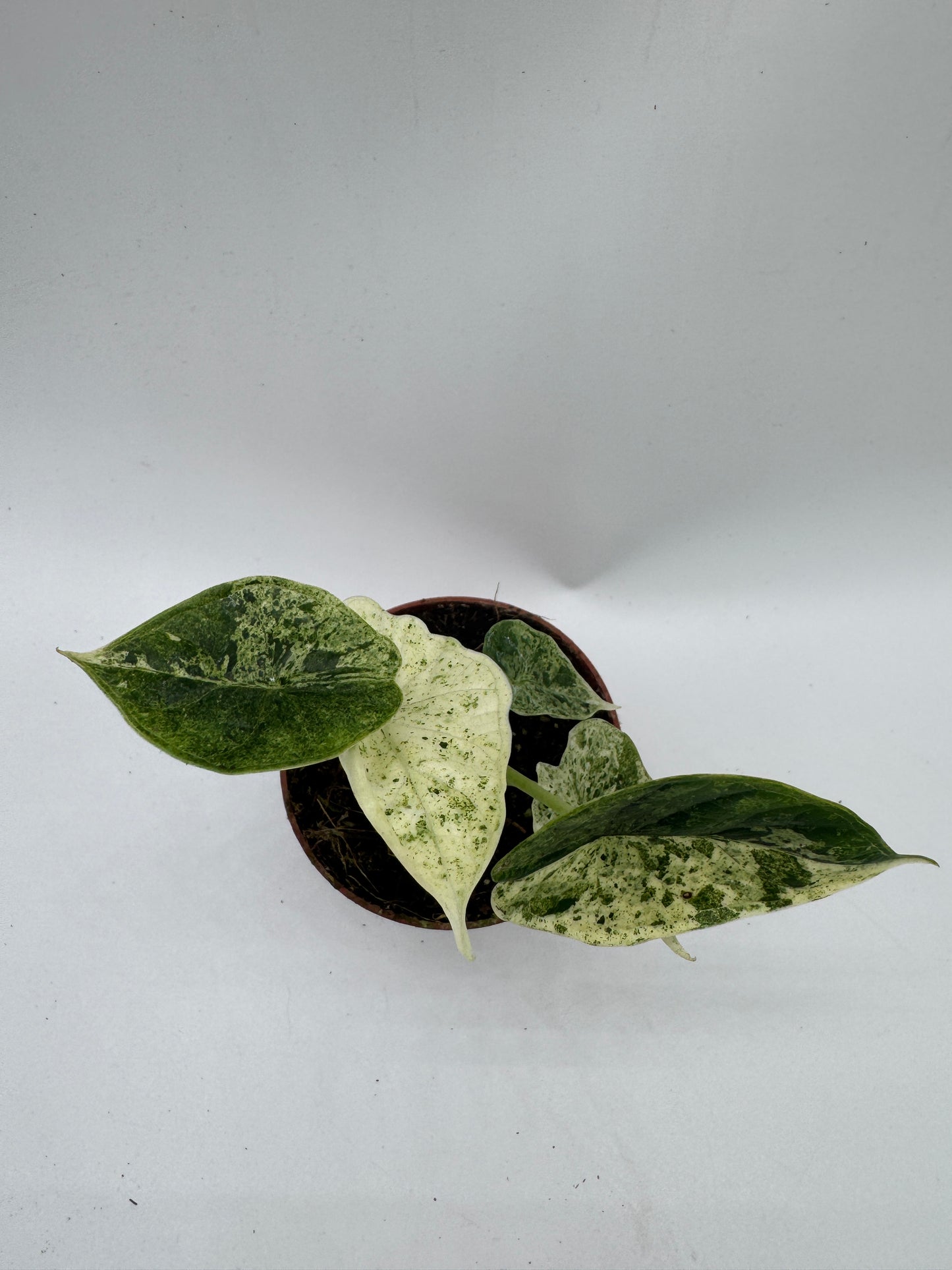 Alocasia Dragon Scale mint variegata