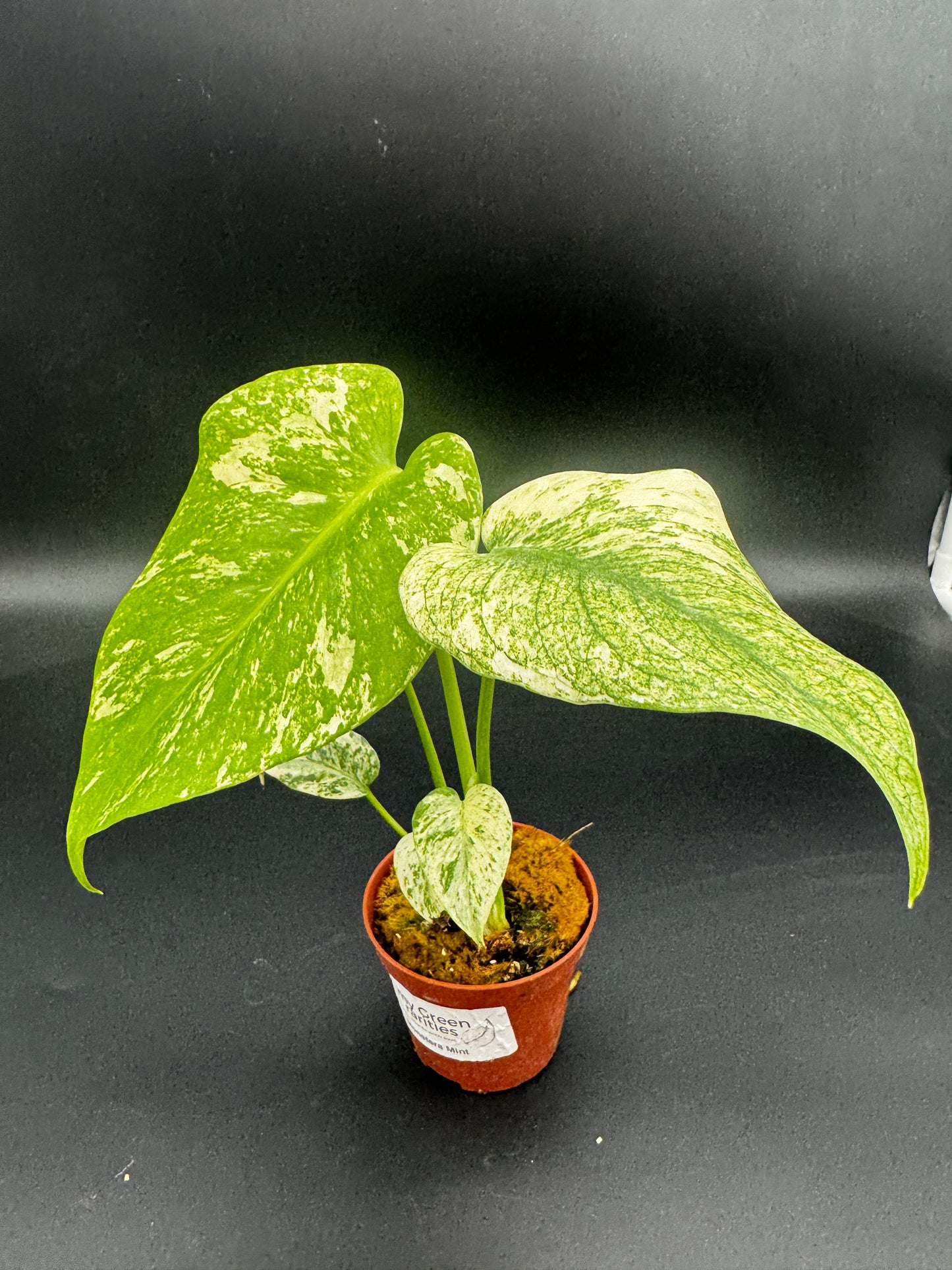 Monstera Mint  variegata