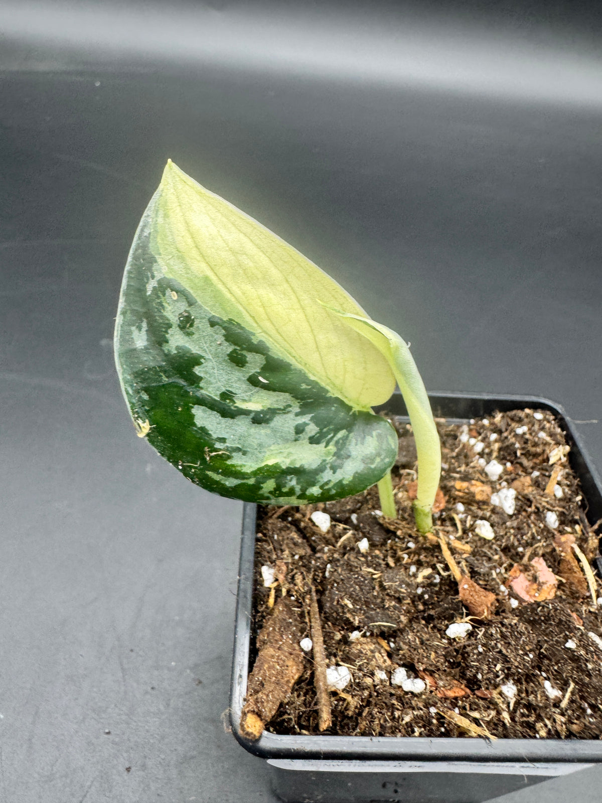 Scindapsus Mayari