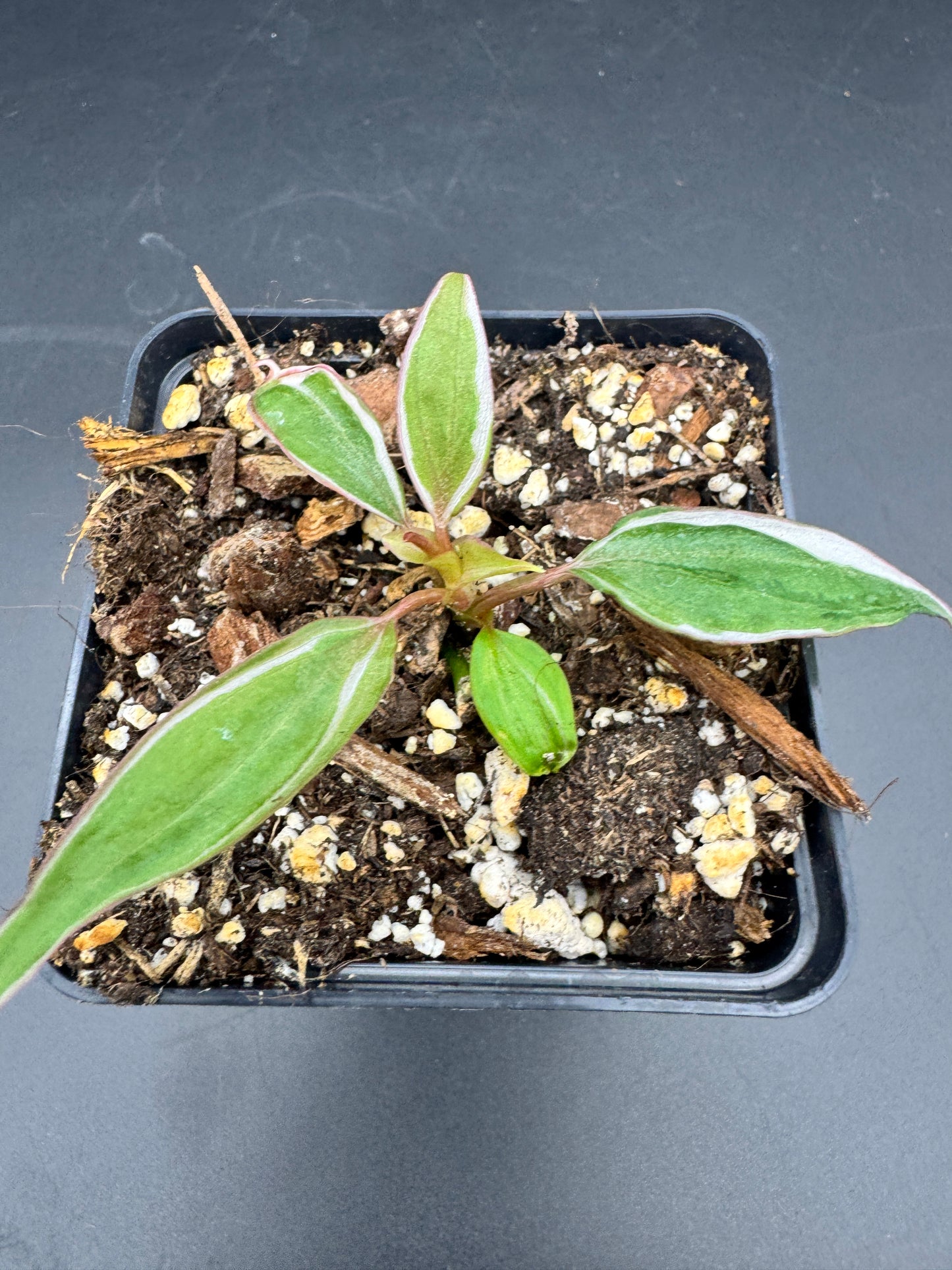 Philodendron micans velvet halo variegata