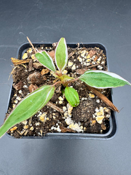 Philodendron micans velvet halo variegata