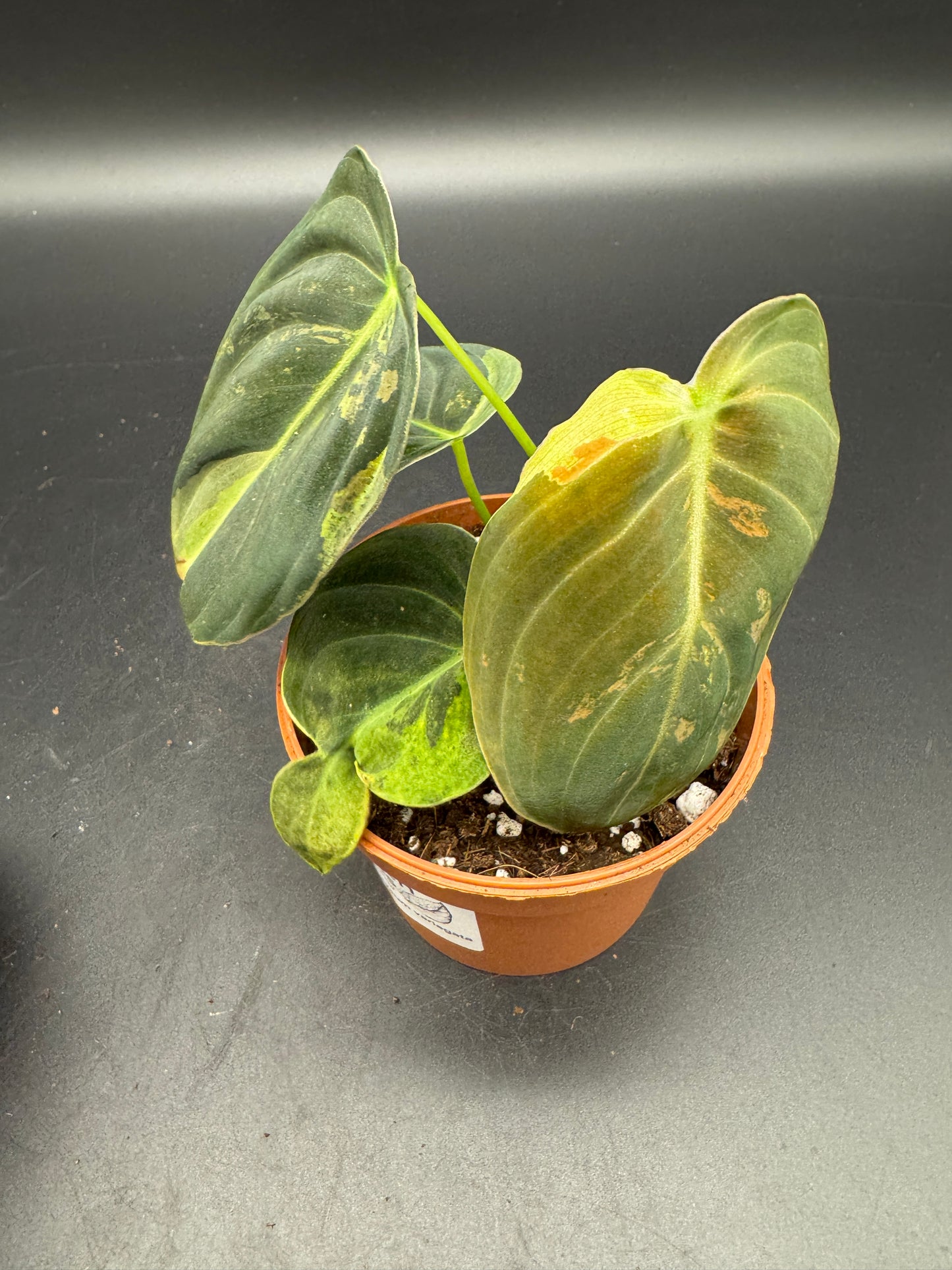 Philodendron melanochrysum variegata