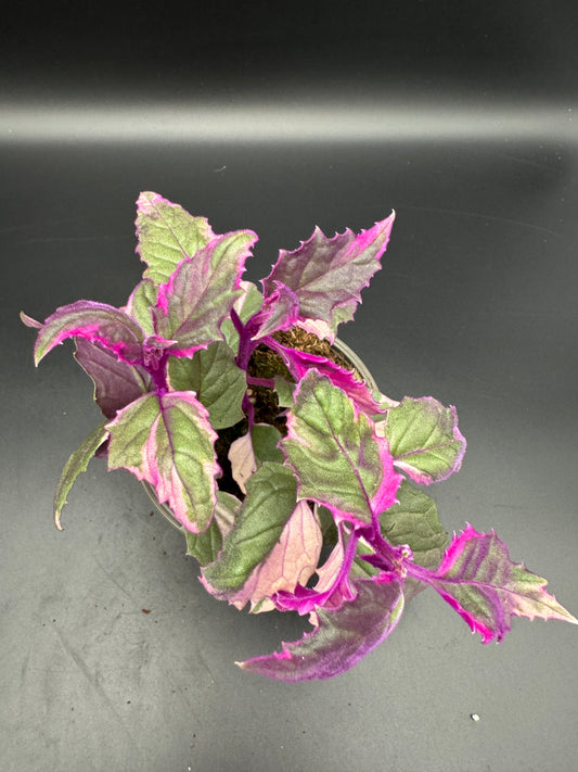 Gynura variegata