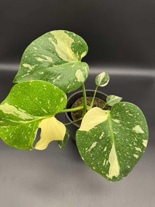 Monstera Thai Constellation 2 Pflanzen im Topf