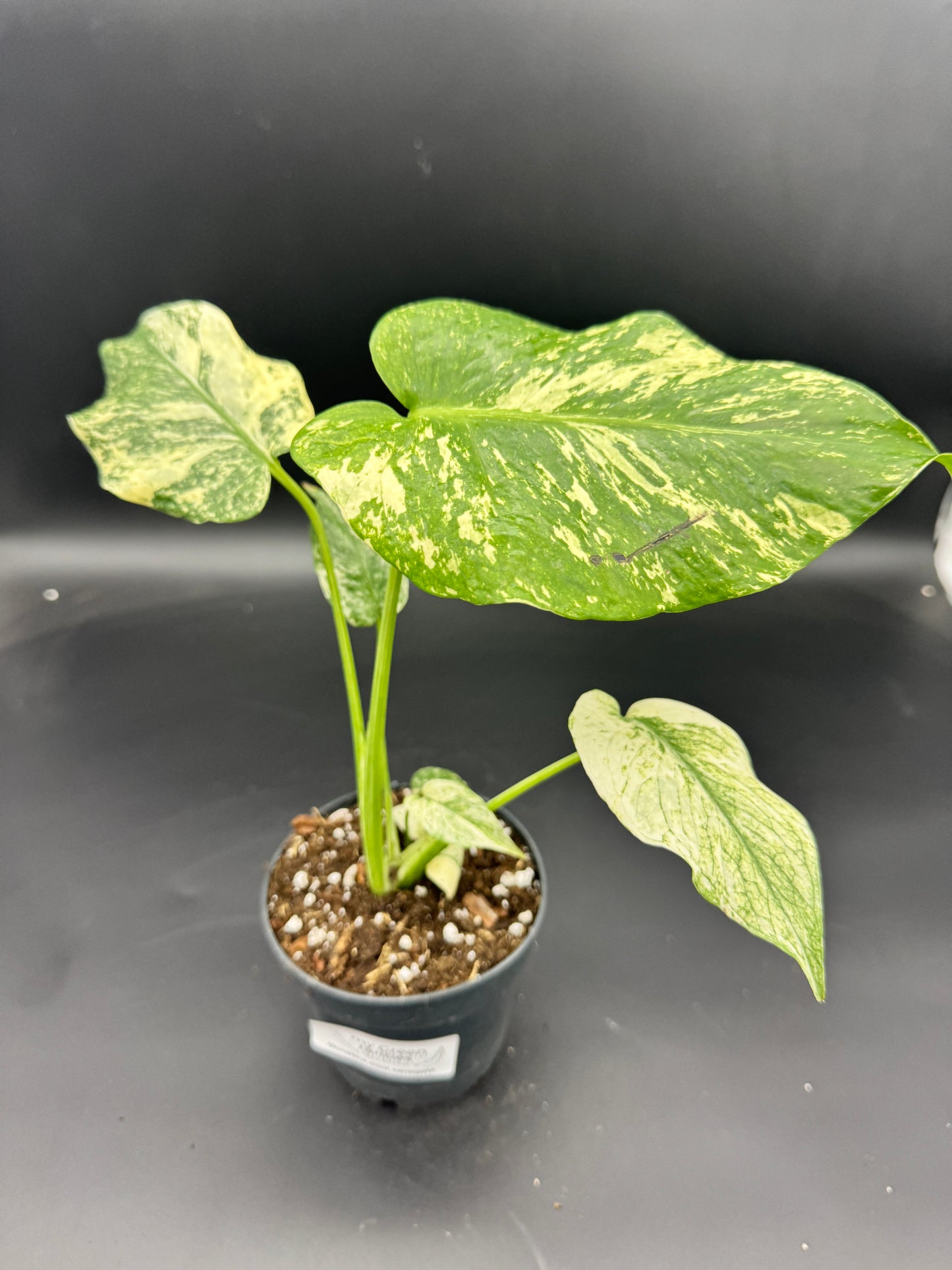 Monstera mint variegata