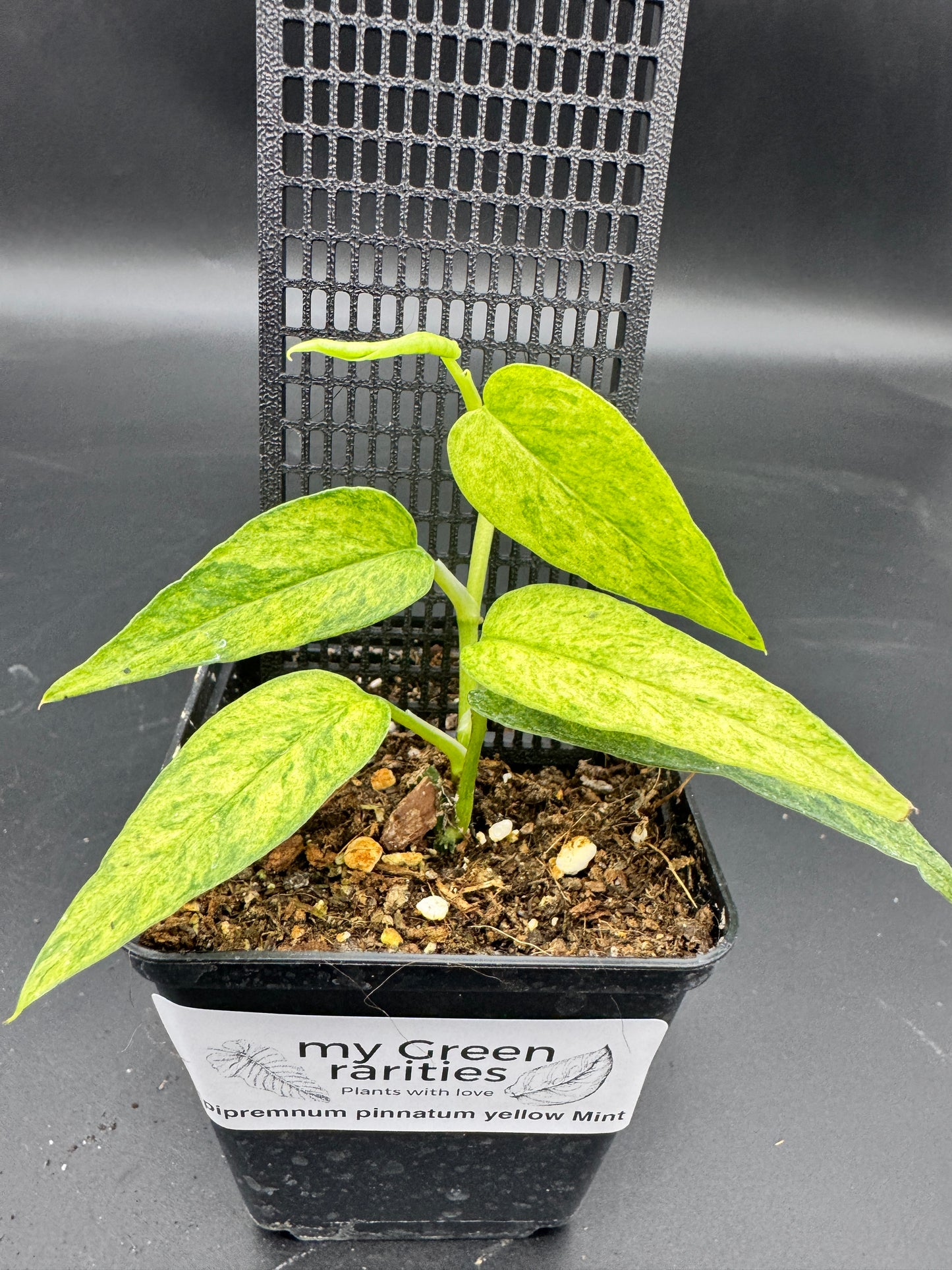 Epipremnum pinnatum Yellow Mint variegata