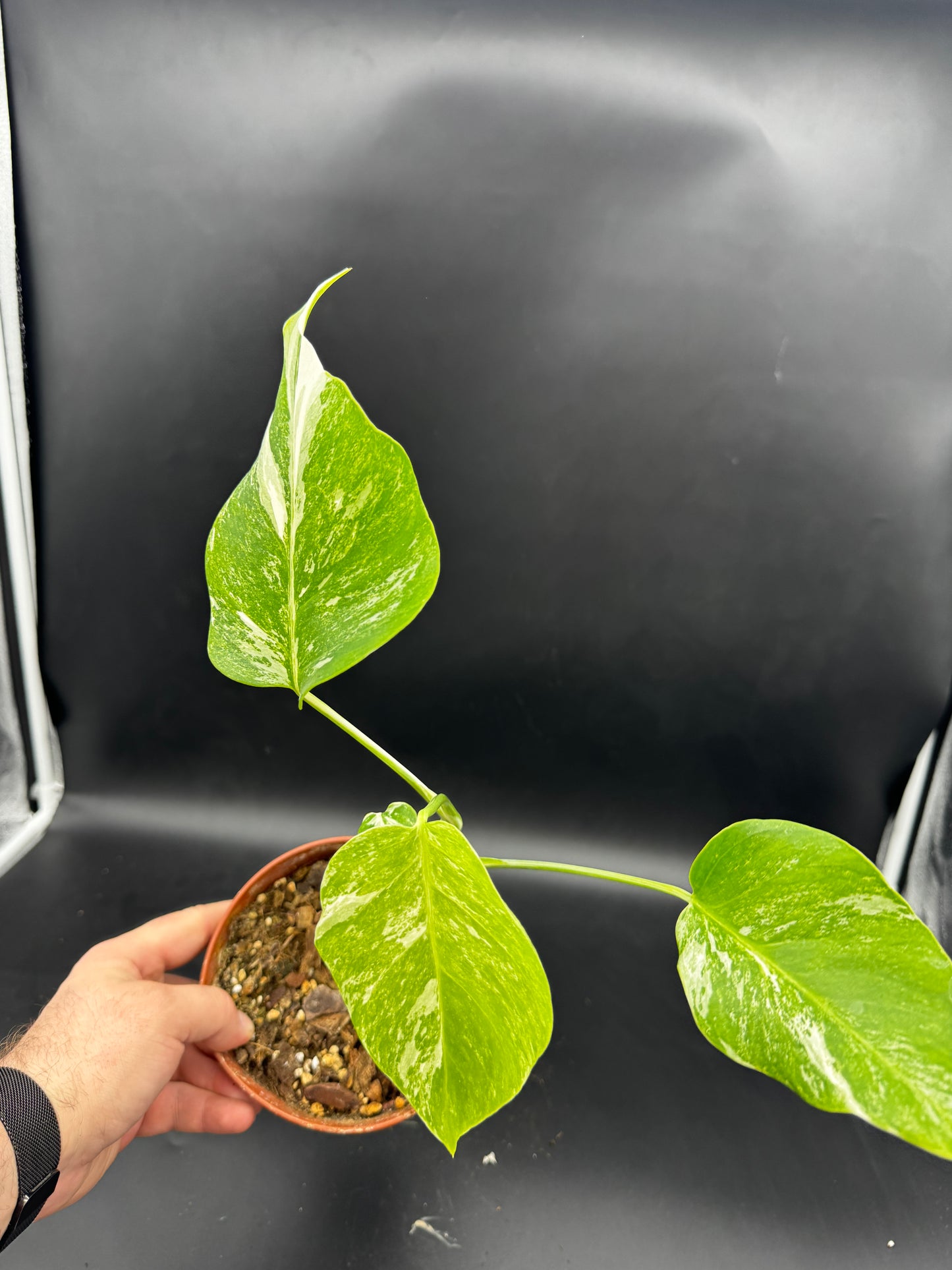 Monstera deliciosa variegata