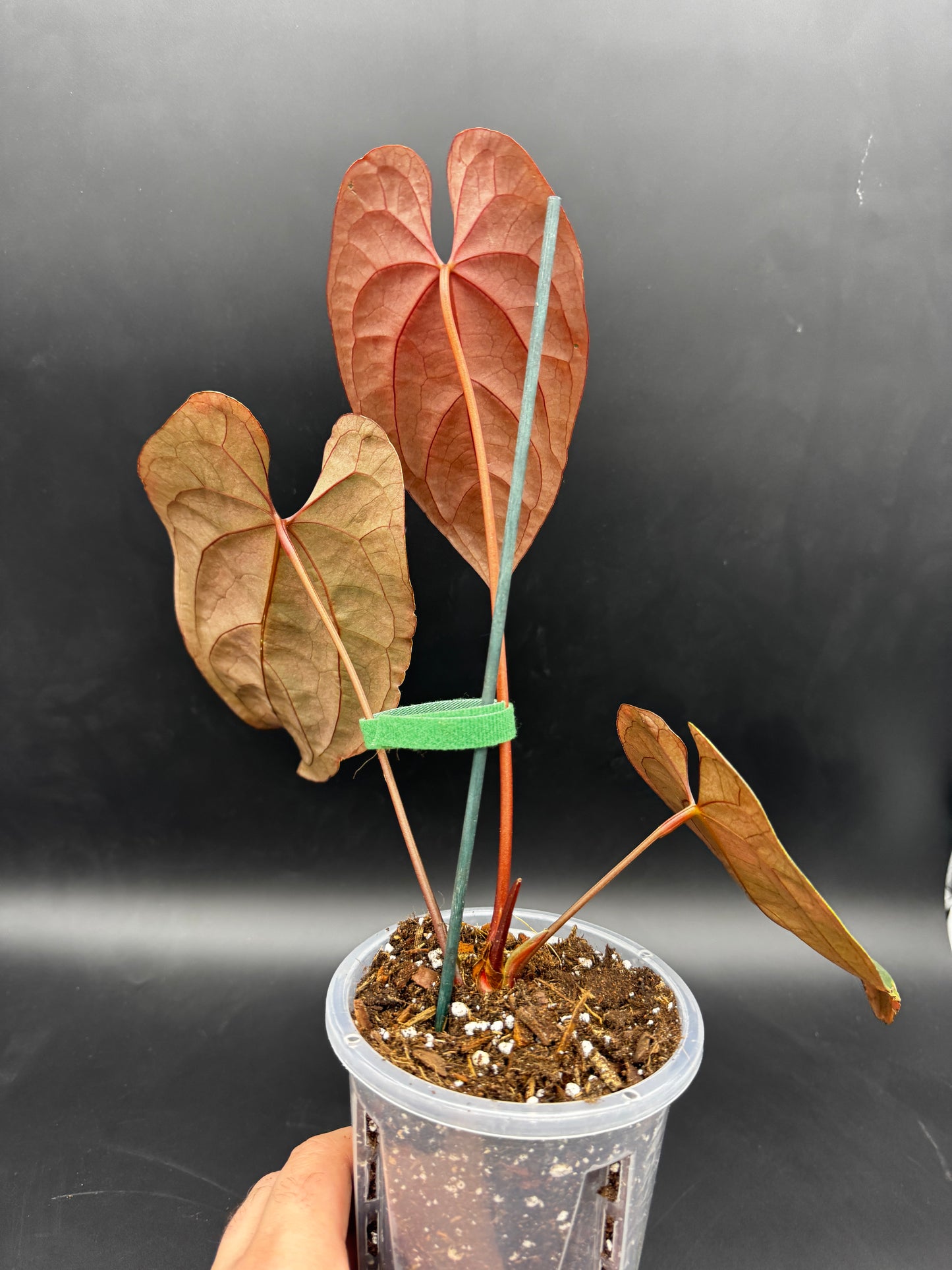 Anthurium Goliath x Ace of Spades Dark Form x Green Form