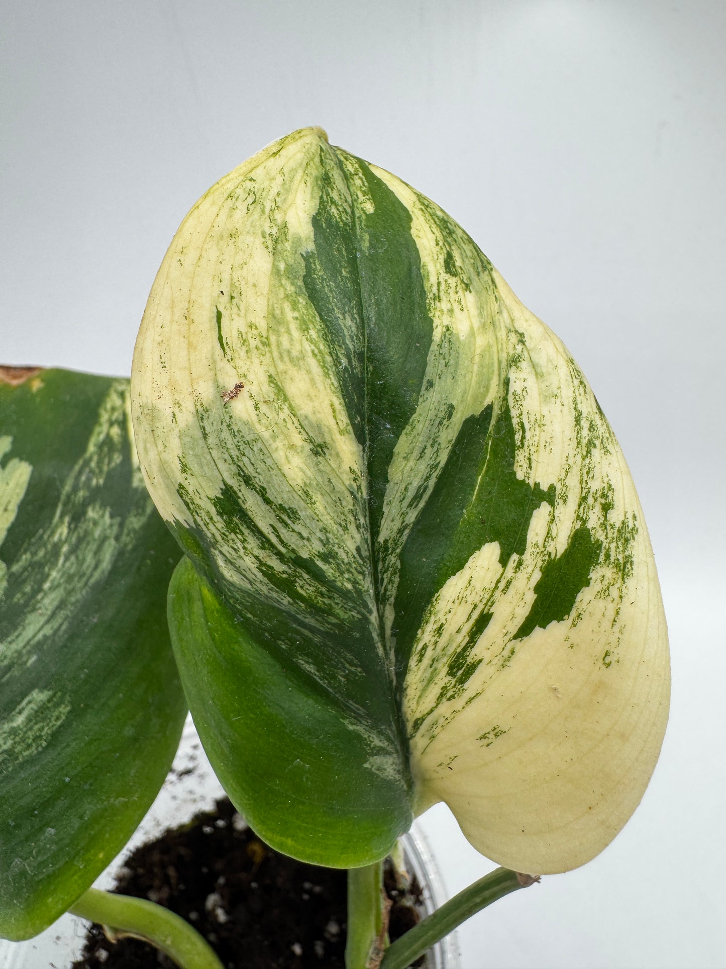 Scindapsus treubii moonlight Tricolor