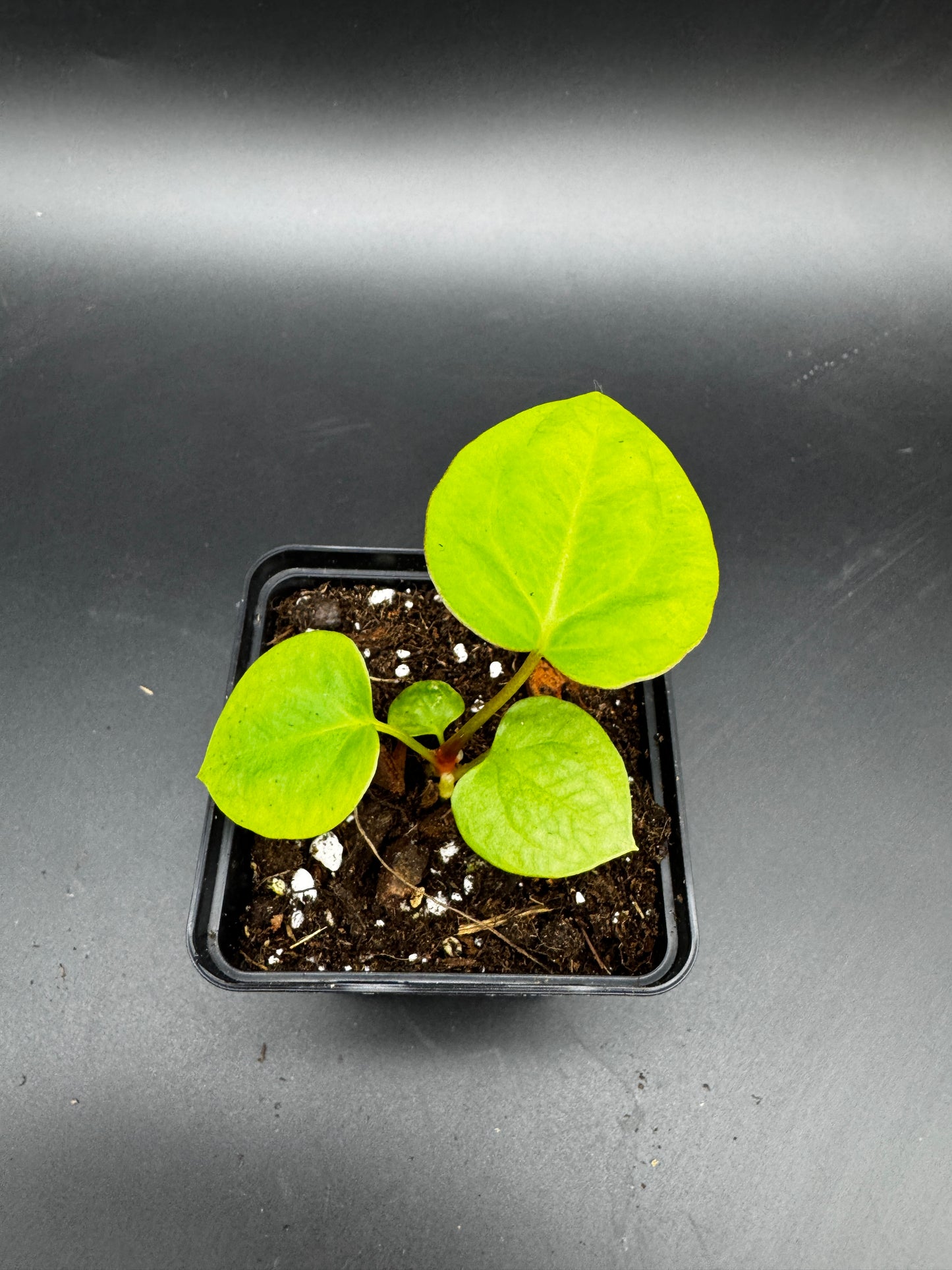 Anthurium Goliath x Black Jack