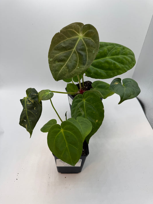Anthurium Silver blush x dark Phoenix x Papi elongated