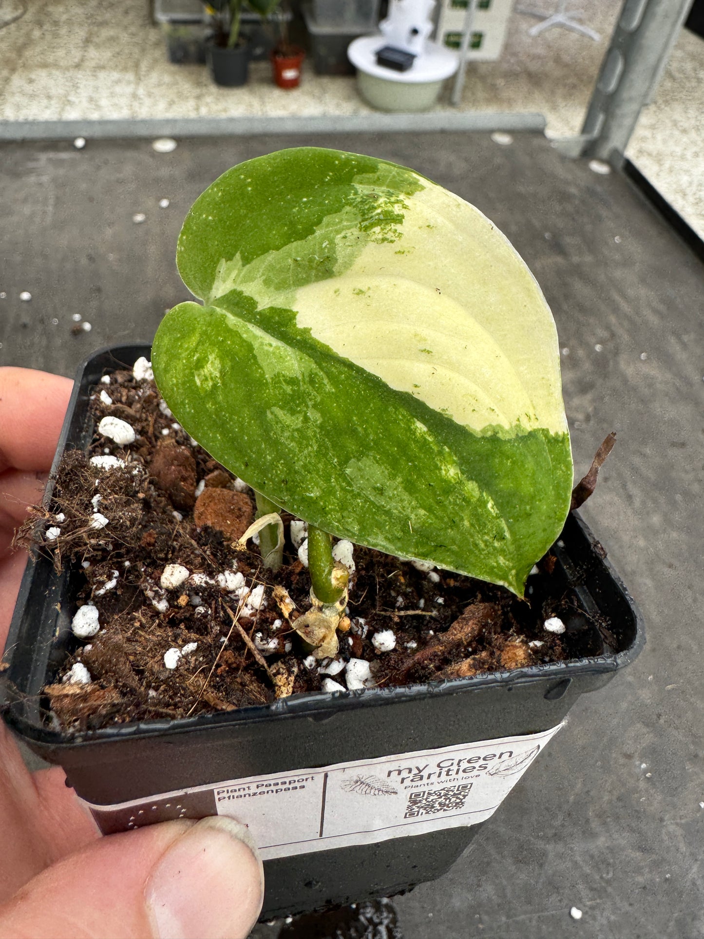 Scindapsus mangurai
