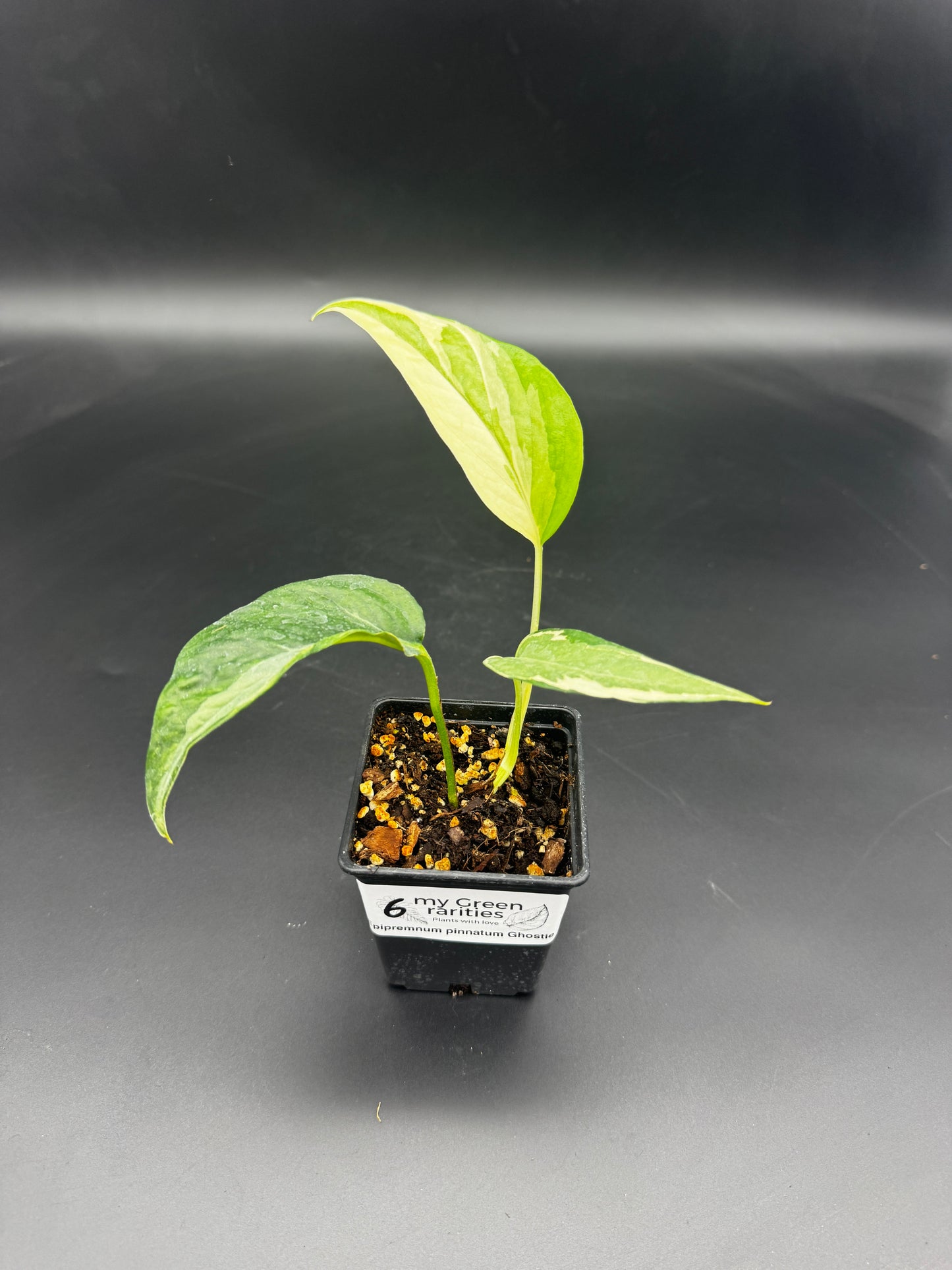 Epipremnum pinnatum Ghostie