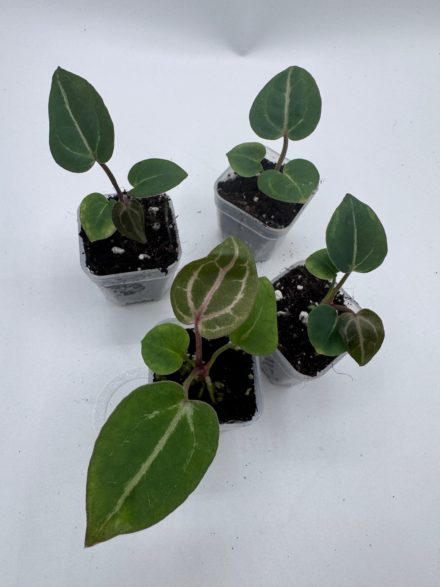 Anthurium Michelle x Michelle