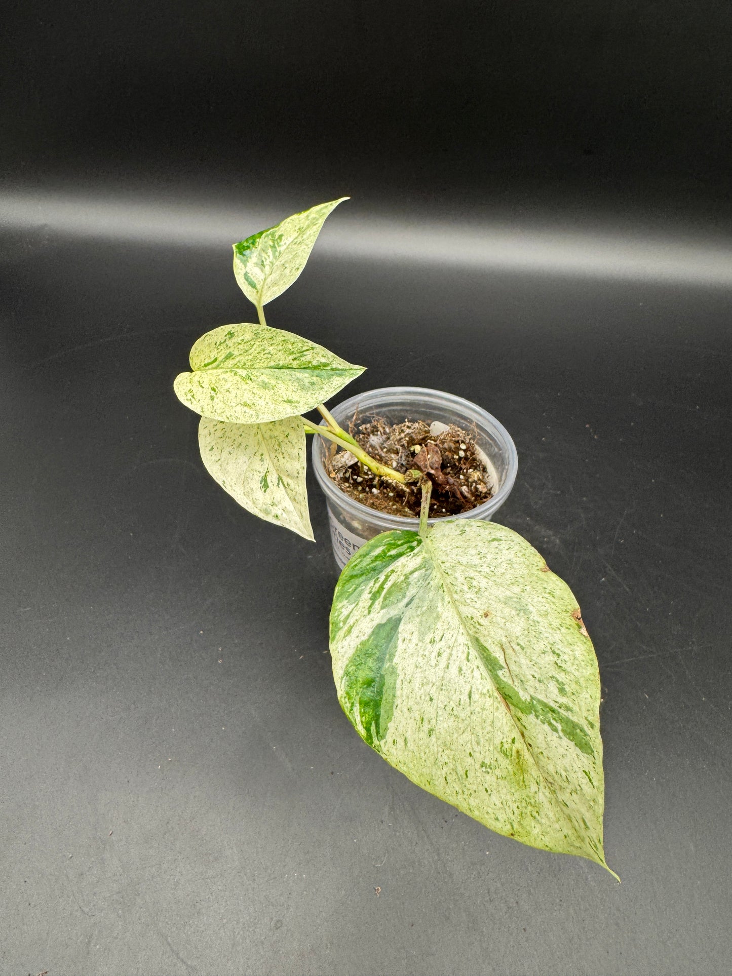 Epipremnum hanoman sp Bali