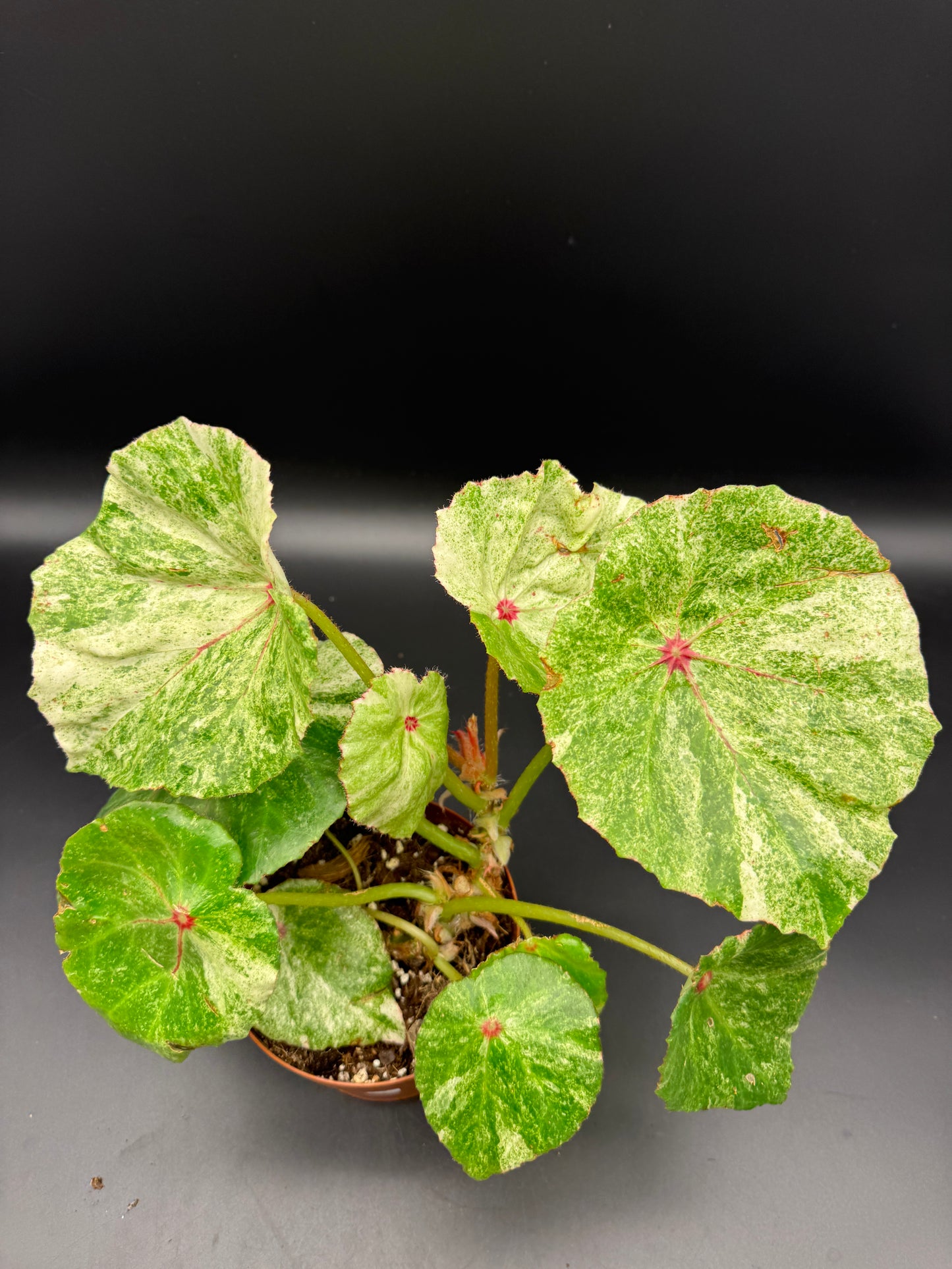 Begonia Rouge variegata