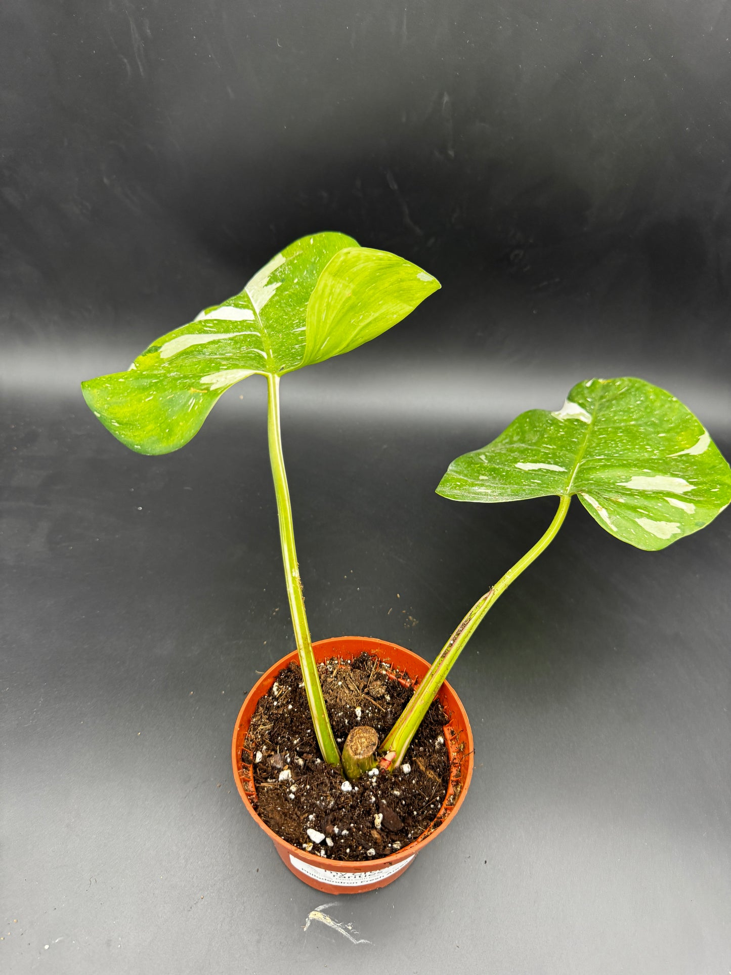 Philodendron white Princess Aurea Tricolorcutting angewurzelt mit Neuaustrieb