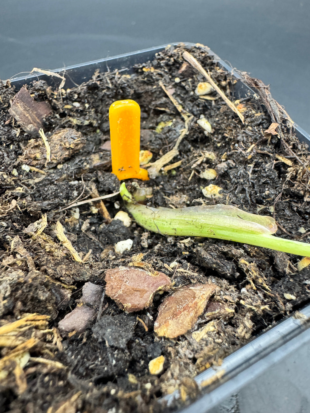 Philodendron melanochrysum orange/pink variegata
