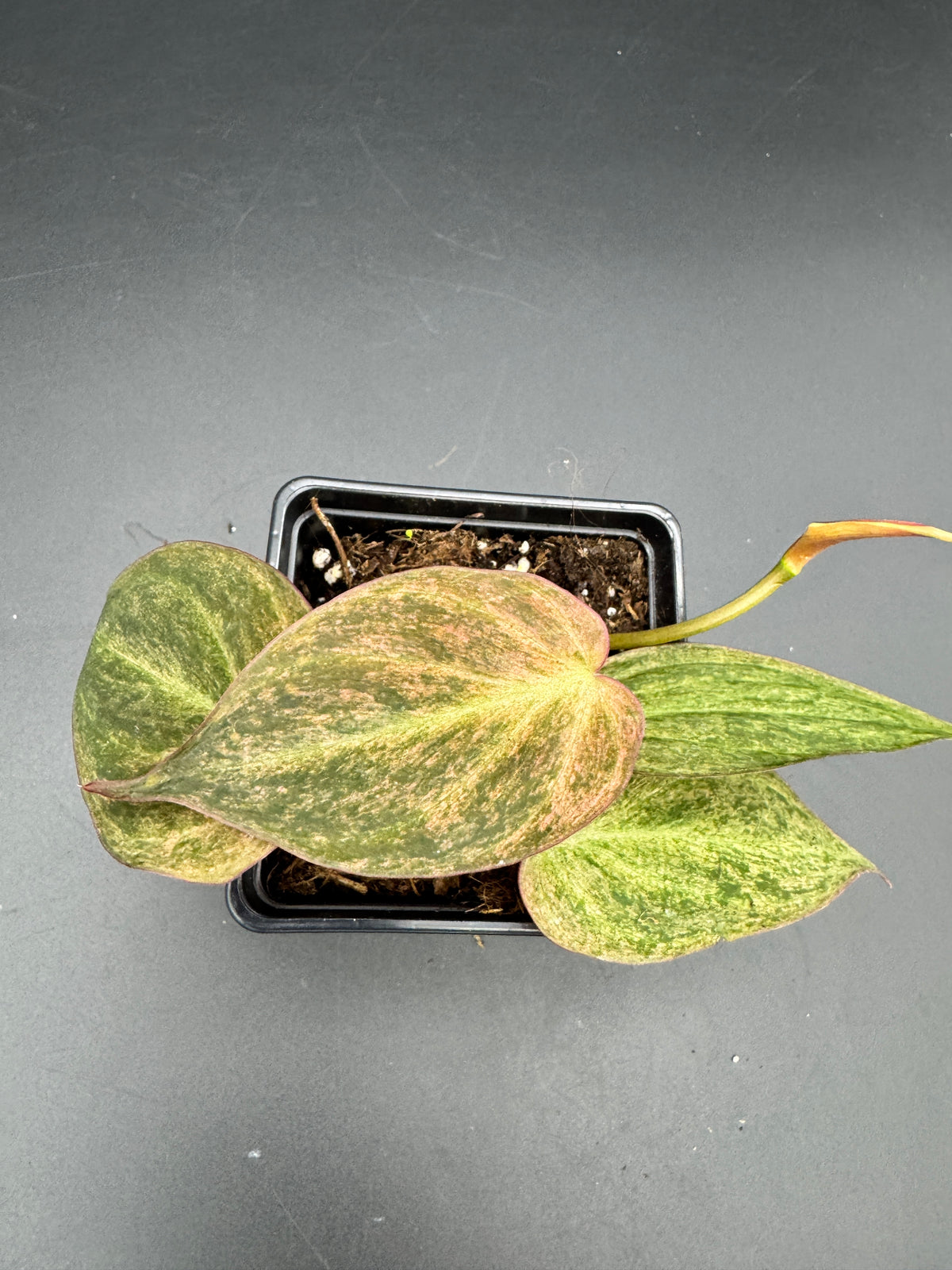 Philodendron micans pink marble variegata