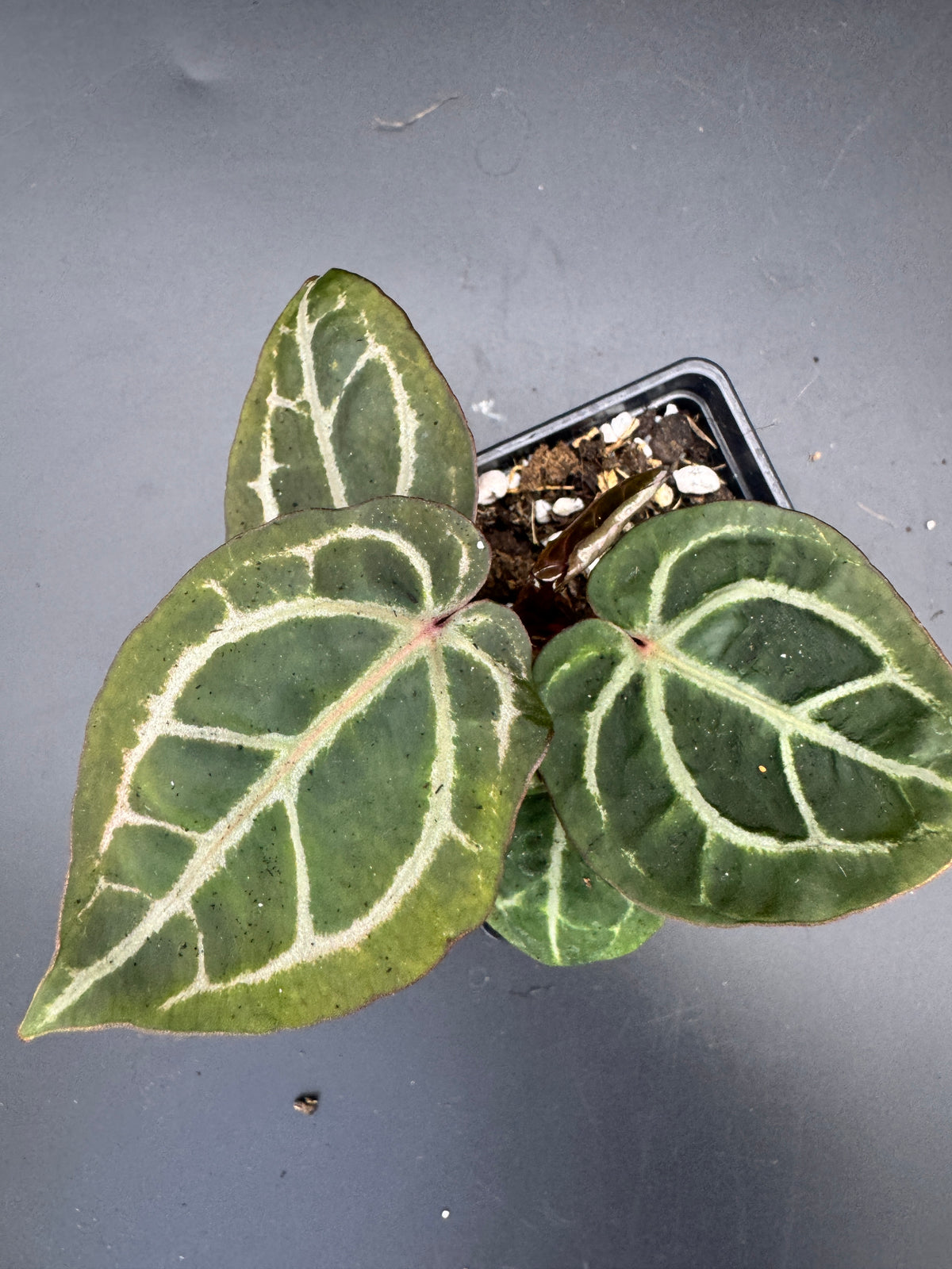 Anthurium Michelle x Michelle