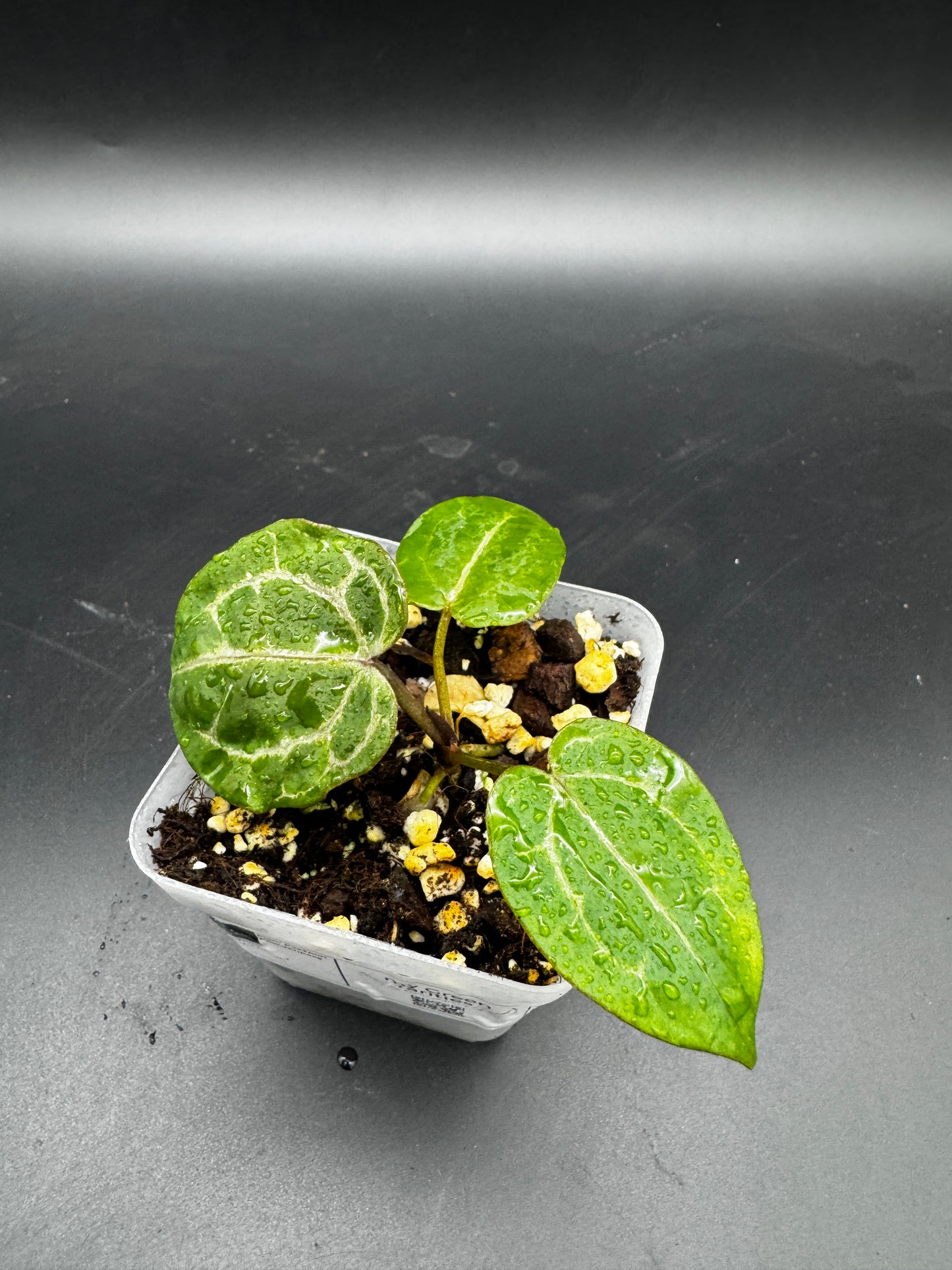 Anthurium Michelle x Michelle