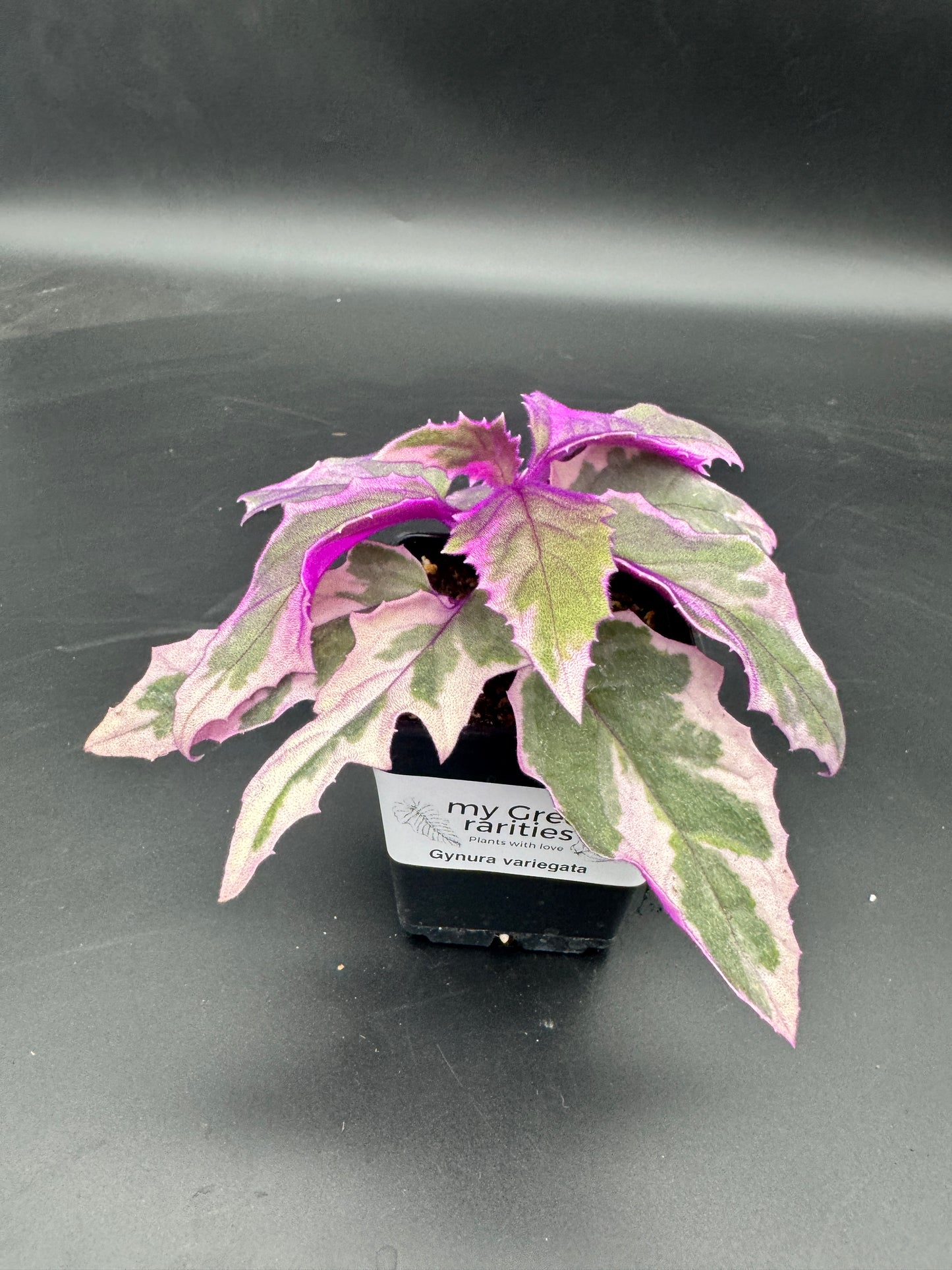 Gynura Variegata