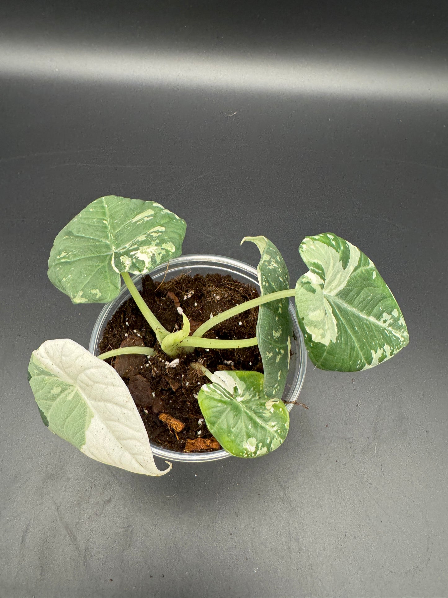 Alocasia maharani albo variegata