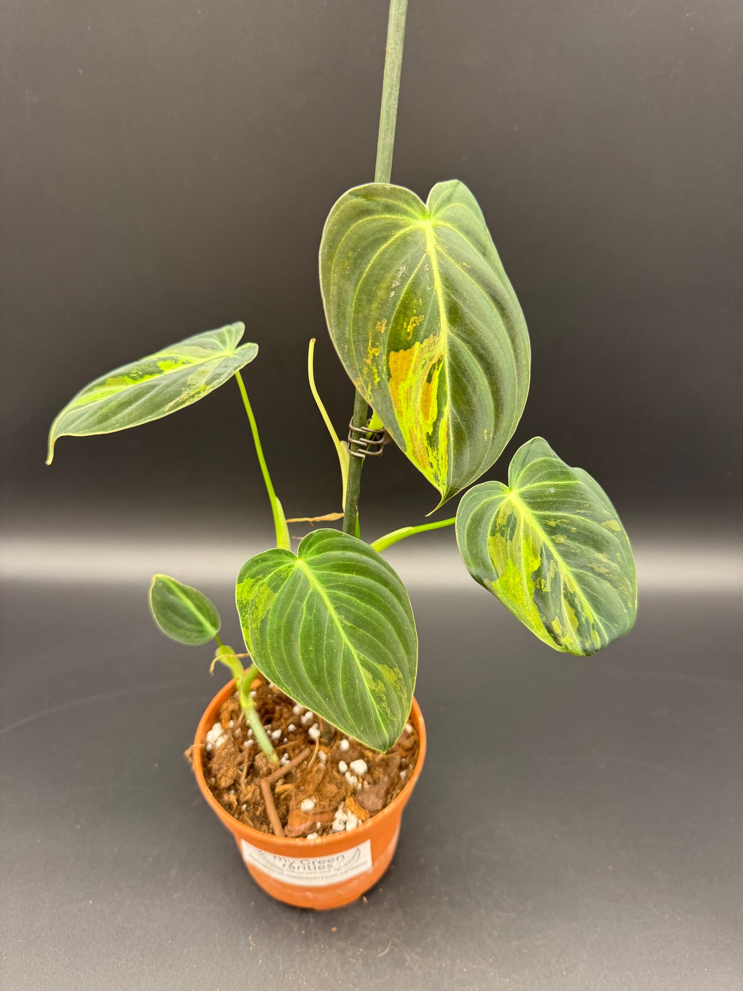 Philodendron melanochrysum variegata