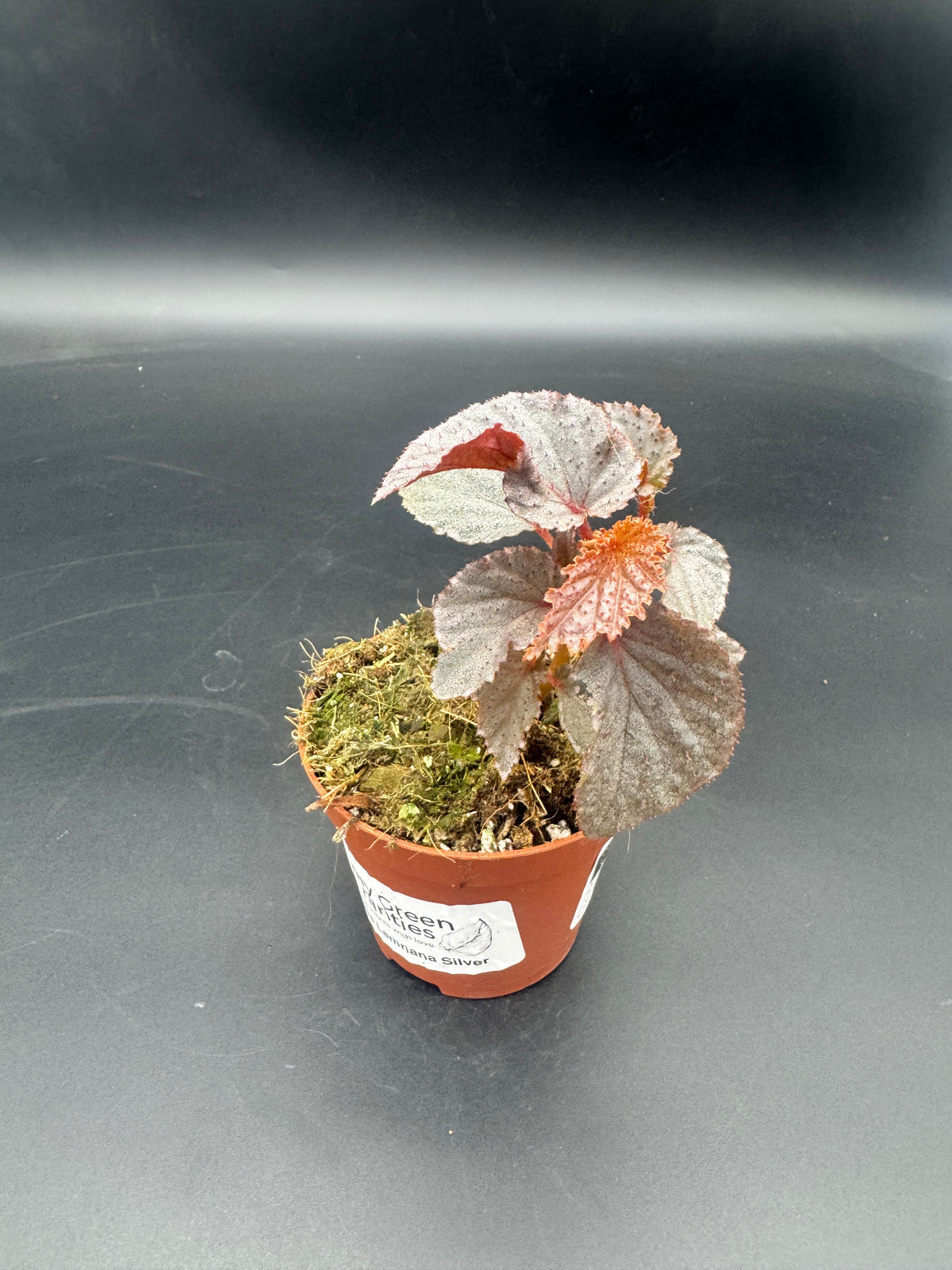 Begonia Lamriana Silver