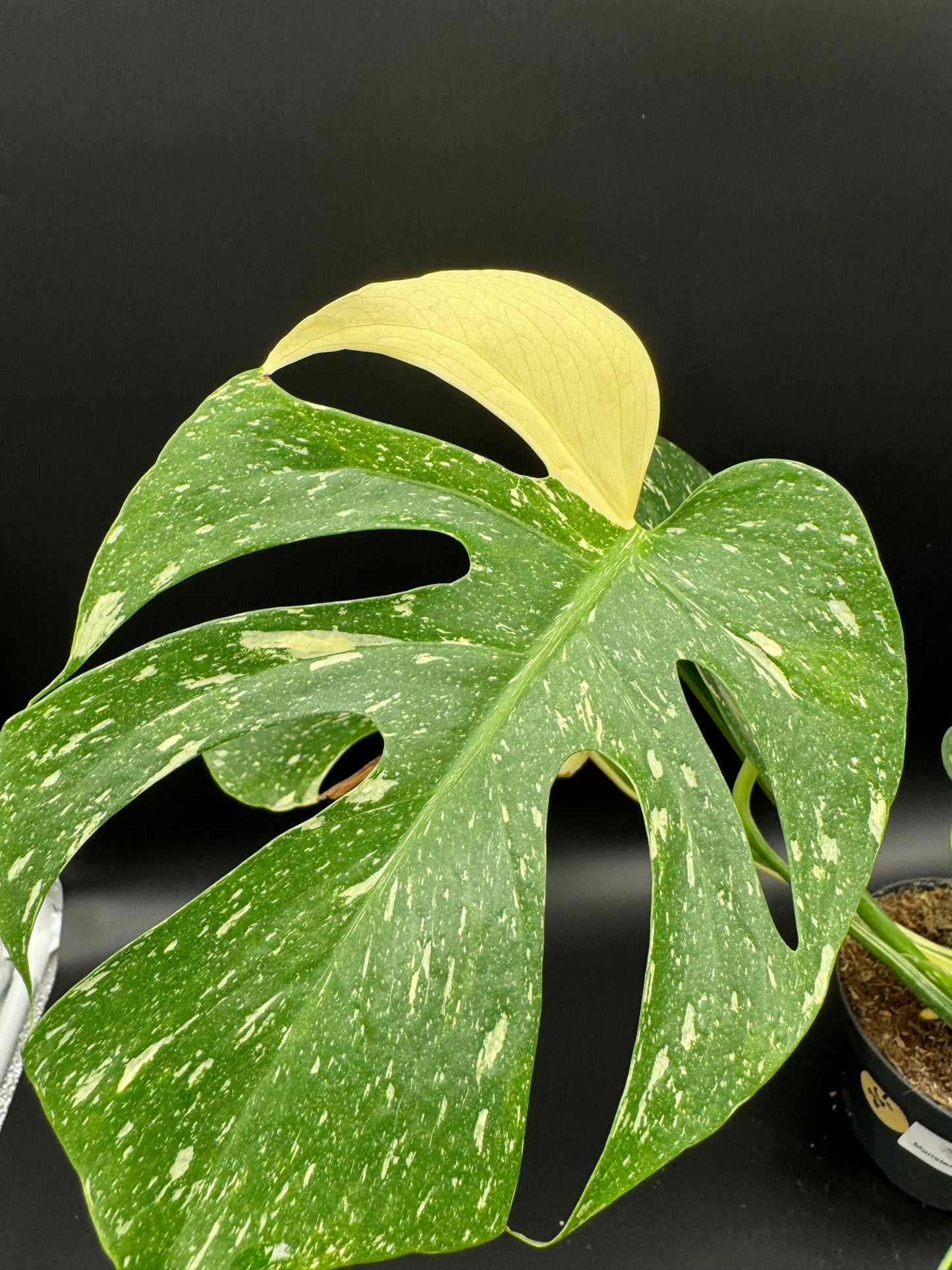 Monstera Thai Constellation 2 Pflanzen im Topf