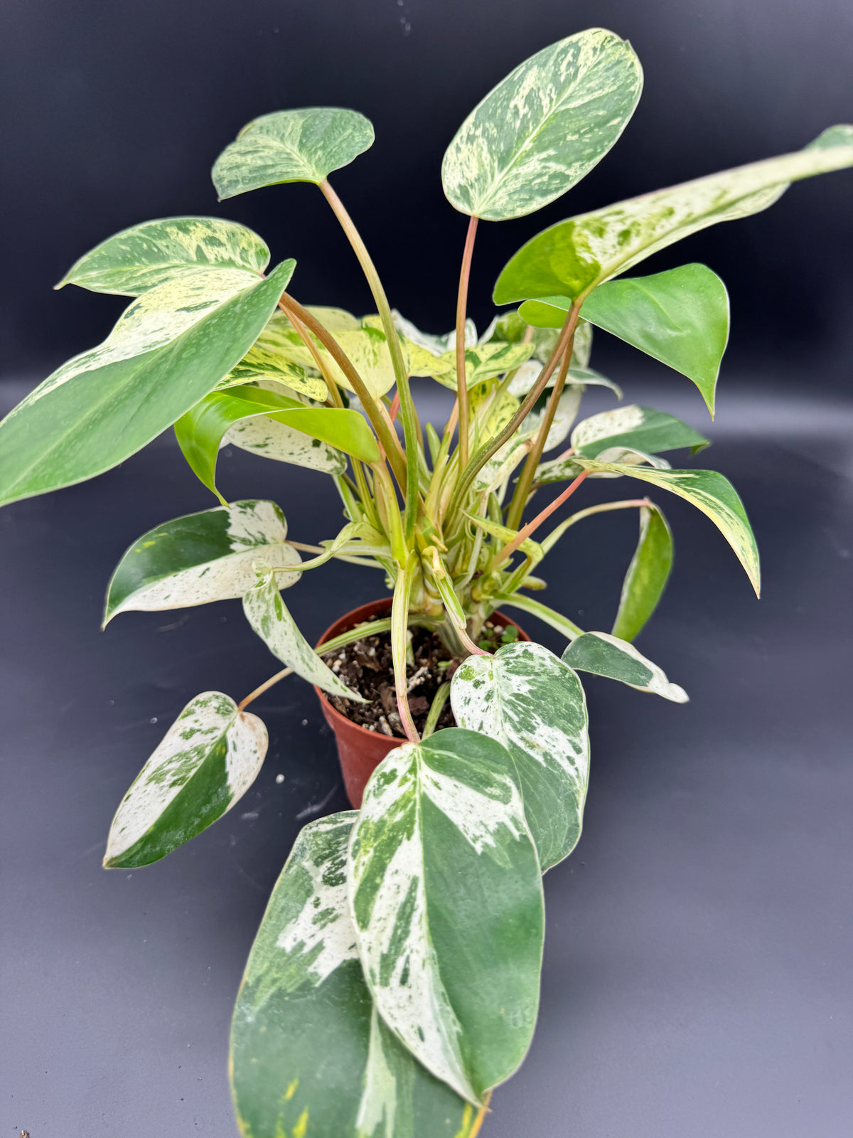 Philodendron Emerald Queen Variegata