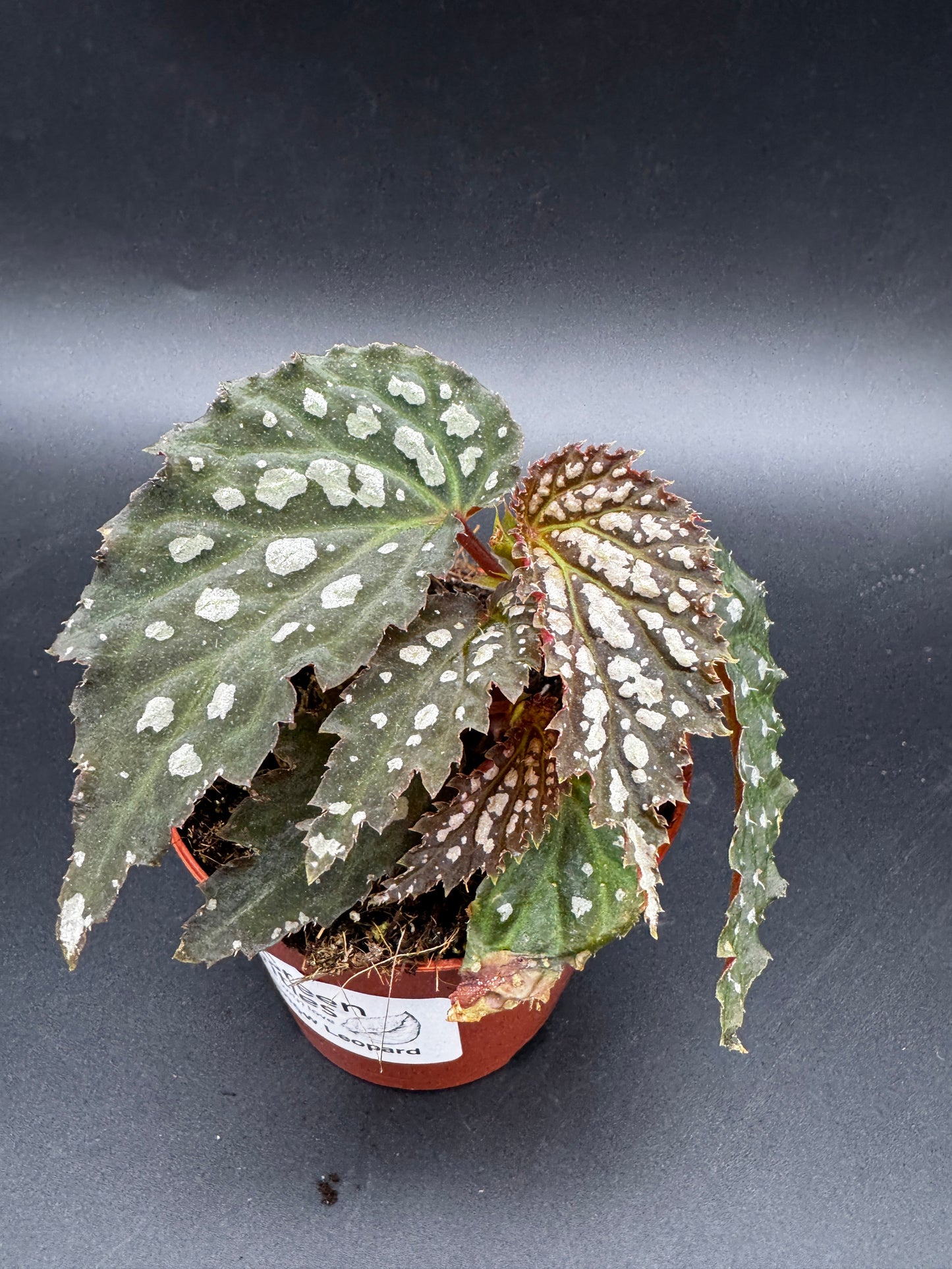 Begonia Snow Leopard