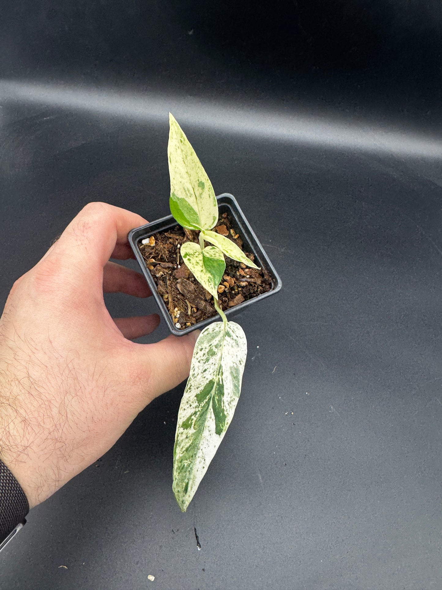 Epipremnum pinnatum cebu Blue Marble variegata